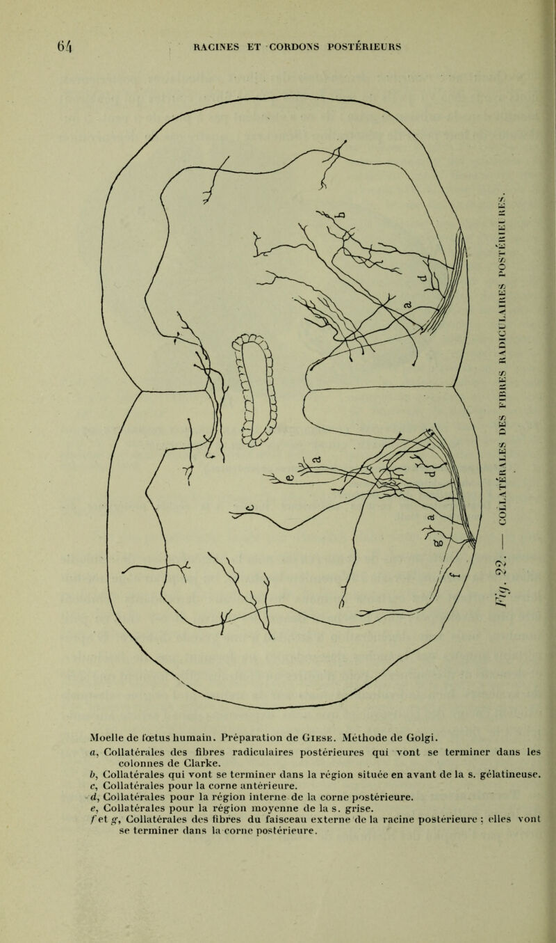 Moelle de fœtus humain. Préparation de Giese. Méthode de Golgi. a, Collatérales des fibres radiculaires postérieures qui vont se terminer dans les colonnes de Clarke. b, Collatérales qui vont se terminer dans la région située en avant de la s. gélatineuse. c, Collatérales pour la corne antérieure. d, Collatérales pour la région interne de la corne postérieure. e, Collatérales pour la région moyenne de la s. grise. /'et g’, Collatérales des fibres du faisceau externe de la racine postérieure ; elles vont se terminer dans la corne postérieure.