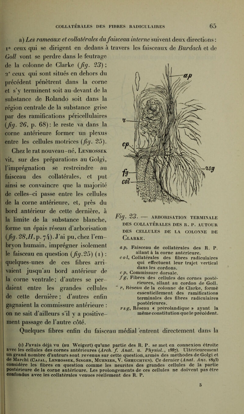 a) Les rameaux et collatérales du faisceau interne suivent deux directions : i° ceux qui se dirigent en dedans à travers les faisceaux de Burdach et de Goll vont se perdre dans le feutrage de la colonne de Clarke (fig. 23) ; 2° ceux qui sont situés en dehors du précédent pénètrent dans la corne et s’y terminent soit au-devant de la substance de Rolando soit dans la région centrale de la substance grise par des ramifications péricellulaires (fig. 26, p. 68): le reste va dans la corne antérieure former un plexus entre les cellules motrices (fig. 25). Chez le rat nouveau-né, Lenhossek vit, sur des préparations au Golgi, l’imprégnation se restreindre au faisceau des collatérales, et put ainsi se convaincre que la majorité de celles-ci passe entre les cellules de la corne antérieure, et, près du bord antérieur de cette dernière, à la limite de la substance blanche, forme un épais réseau d’arborisation (fig. 28,H,p. 74). J’ai pu, chez l’em- bryon humain, imprégner isolement le faisceau en question (fig.25) (i) : quelques-unes de ces fibres arri- vaient jusqu’au bord antérieur de la corne ventrale; d’autres se per- daient entre les grandes cellules de cette dernière ; d’autres enfin gagnaient la commissure antérieure : on ne sait d’ailleurs s’il y a positive- Fig. 23. ARBORISATION TERMINALE DES COLLATÉRALES DES R. P. AUTOUR DES CELLULES DE LA COLONNE DE Clarke. ap, Faisceau de collatérales des R. P. allant à la corne antérieure. col, Collatérales des fibres radiculaires qui effectuent leur trajet vertical dans les cordons. c p, Commissure dorsale. f g, Fibres des cellules des cornes posté- rieures, allant au cordon de Goll. “ r, Réseau de la colonne de Clarke, formé essentiellement des ramifications terminales des fibres radiculaires postérieures. rsg, Réseau « prérolandique » ayant la même constitution que le précédent. ment passage de l’autre côté. Quelques fibres enfin du faisceau médial 'entrent directement dans la (i) J’avais déjà vu (au Weigert) qu’une partie des R. P. se met en connexion étroite avec les cellules des cornes antérieures (Arch. f. Anat. u. Physiol., 1887). Ultérieurement un grand nombre d’auteurs sont revenus sur cette question, armés des méthodes de Golgi et de Marchi (Cajal, Lenhossek, Singer, Muenzer, Y. Gehuchten). Ce dernier (Anat. Anz. 1893) t considère les fibres en question comme les neurites des grandes cellules de la partie postérieure de la corne antérieure. Les prolongements de ces cellules ne doivent pas être confondus avec les collatérales venues réellement des R. P.