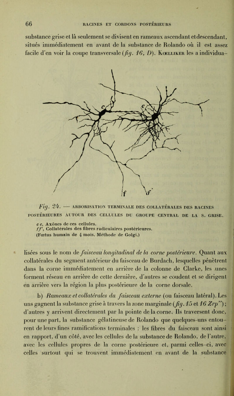 substance grise et là seulement se divisent en rameaux ascendant et descendant, situés immédiatement en avant de la substance de Rolando où il est assez facile d’en voir la coupe transversale (fig. 16, D). Koelliker les a individua- Fig. 24. ARBORISATION TERMINALE DES COLLATÉRALES DES RACINES POSTÉRIEURES AUTOUR DES CELLULES DU GROUPE CENTRAL DE LA S. GRISE. c c, Axones de ces cellules. ff \ Collatérales des fibres radiculaires postérieures. (Fœtus humain de 4 mois. Méthode de Golgi.) lisées sous le nom de faisceau longitudinal delà corne postérieure. Quant aux collatérales du segment antérieur du faisceau de Burdach, lesquelles pénètrent dans la corne immédiatement en arrière de la colonne de Clarke, les unes forment réseau en arrière de cette dernière, d’autres se coudent et se dirigent en arrière vers la région la plus postérieure de la corne dorsale. b) Rameaux et collatérales du faisceau externe (ou faisceau latéral). Les uns gagnent la substance grise à travers la zone marginale (fig. 15 et 16 Zrp”) ; d’autres y arrivent directement par la pointe de la corne. Ils traversent donc, pour une part, la substance gélatineuse de Rolando que quelques-uns entou- rent de leurs fines ramifications terminales : les fibres du faisceau sont ainsi en rapport, d’un côté, avec les cellules delà substance de Rolando, de l’autre, avec les cellules propres de la corne postérieure et, parmi celles-ci, avec celles surtout qui se trouvent immédiatement en avant de la substance