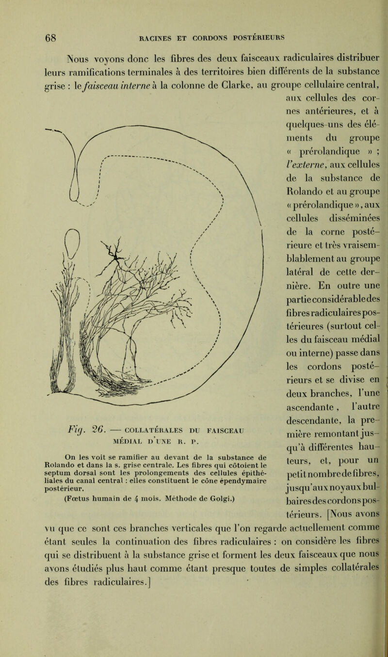 Nous voyons donc les fibres des deux faisceaux radiculaires distribuer leurs ramifications terminales à des territoires bien différents de la substance grise : le faisceau interne à la colonne de Clarke, au groupe cellulaire central, aux cellules des cor- nes antérieures, et à quelques-uns des élé- ments du groupe « prérolandique » ; Vexterne, aux cellules de la substance de Rolando et au groupe « prérolandique », aux cellules disséminées de la corne posté- rieure et très vraisem- blablement au groupe latéral de cette der- nière. En outre une partie considérable des fibres radiculaires pos- térieures (surtout cel- les du faisceau médial ou interne) passe dans les cordons posté- rieurs et se divise en deux branches, l’une ascendante, l’autre descendante, la pre- mière remontant jus- qu’à différentes hau- teurs, et, pour un petit nombre de fibre s, jusqu’aux noyaux bul- baires des cordons pos- térieurs. [Nous avons vu que ce sont ces branches verticales que l’on regarde actuellement comme étant seules la continuation des fibres radiculaires : on considère les fibres qui se distribuent à la substance grise et forment les deux faisceaux que nous avons étudiés plus haut comme étant presque toutes de simples collatérales des fibres radiculaires.! Fig. 26. COLLATERALES DU FAISCEAU MÉDIAL D’UNE R. P. On les voit se ramifier au devant de la substance de Rolando et dans la s. grise centrale. Les fibres qui côtoient le septum dorsal sont les prolongements des cellules épithé- liales du canal central : elles constituent le cône épendymaire postérieur. (Fœtus humain de 4 mois. Méthode de Golgi.)