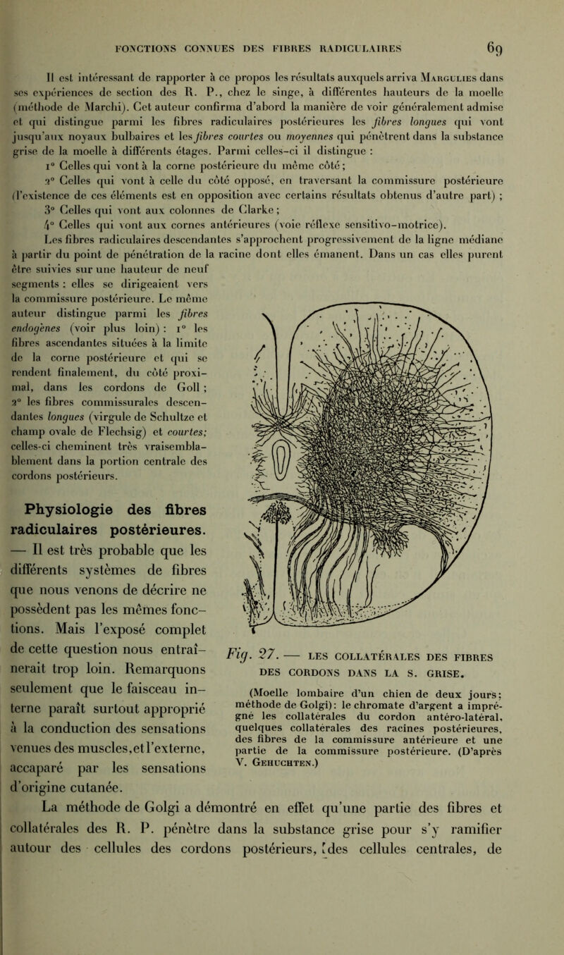 Il est intéressant de rapporter à ce propos les résultats auxquels arriva Margülies dans scs expériences de section des R. P., chez le singe, à differentes hauteurs de la moelle (méthode de Marchi). Cet auteur confirma d’abord la manière de voir généralement admise et qui distingue parmi les fibres radiculaires postérieures les fibres longues qui vont jusqu’aux noyaux bulbaires et les fibres courtes ou moyennes qui pénètrent dans la substance grise de la moelle à differents étages. Parmi celles-ci il distingue : i° Celles qui vont à la corne postérieure du meme côté ; 2° Celles qui vont à celle du côté opposé, en traversant la commissure postérieure (l’existence de ces éléments est en opposition avec certains résultats obtenus d’autre part) ; 3° Celles qui vont aux colonnes de Clarke ; 4° Celles qui vont aux cornes antérieures (voie réflexe sensitivo-motrice). Les fibres radiculaires descendantes s’approchent progressivement de la ligne médiane à partir du point de pénétration de la racine dont elles émanent. Dans un cas elles purent être suivies sur une hauteur de neuf segments : elles se dirigeaient vers la commissure postérieure. Le même auteur distingue parmi les fibres endogènes (voir plus loin) : i° les fibres ascendantes situées à la limite de la corne postérieure et qui se rendent finalement, du côté proxi- mal, dans les cordons de Goll ; 2° les fibres commissurales descen- dantes longues (virgule de Schultze et champ ovale de Flechsig) et courtes; celles-ci cheminent très vraisembla- blement dans la portion centrale des cordons postérieurs. Physiologie des fibres radiculaires postérieures. — Il est très probable que les différents systèmes de fibres que nous venons de décrire ne possèdent pas les mêmes fonc- tions. Mais l’exposé complet de cette question nous entraî- nerait trop loin. Remarquons seulement que le faisceau in- terne paraît surtout approprié à la conduction des sensations venues des muscles, et l’externe, accaparé par les sensations d’origine cutanée. La méthode de Golgi a démontré en effet qu’une partie des fibres et collatérales des R. P. pénètre dans la substance grise pour s’y ramifier autour des cellules des cordons postérieurs, Mes cellules centrales, de Fig. 27. LES COLLATÉRALES DES FIBRES DES CORDONS DANS LA S. GRISE. (Moelle lombaire d’un chien de deux jours ; méthode de Golgi): le chromate d’argent a impré- gné les collatérales du cordon antéro-latéral, quelques collatérales des racines postérieures, des fibres de la commissure antérieure et une partie de la commissure postérieure. (D’après Y. Gehuchten.)