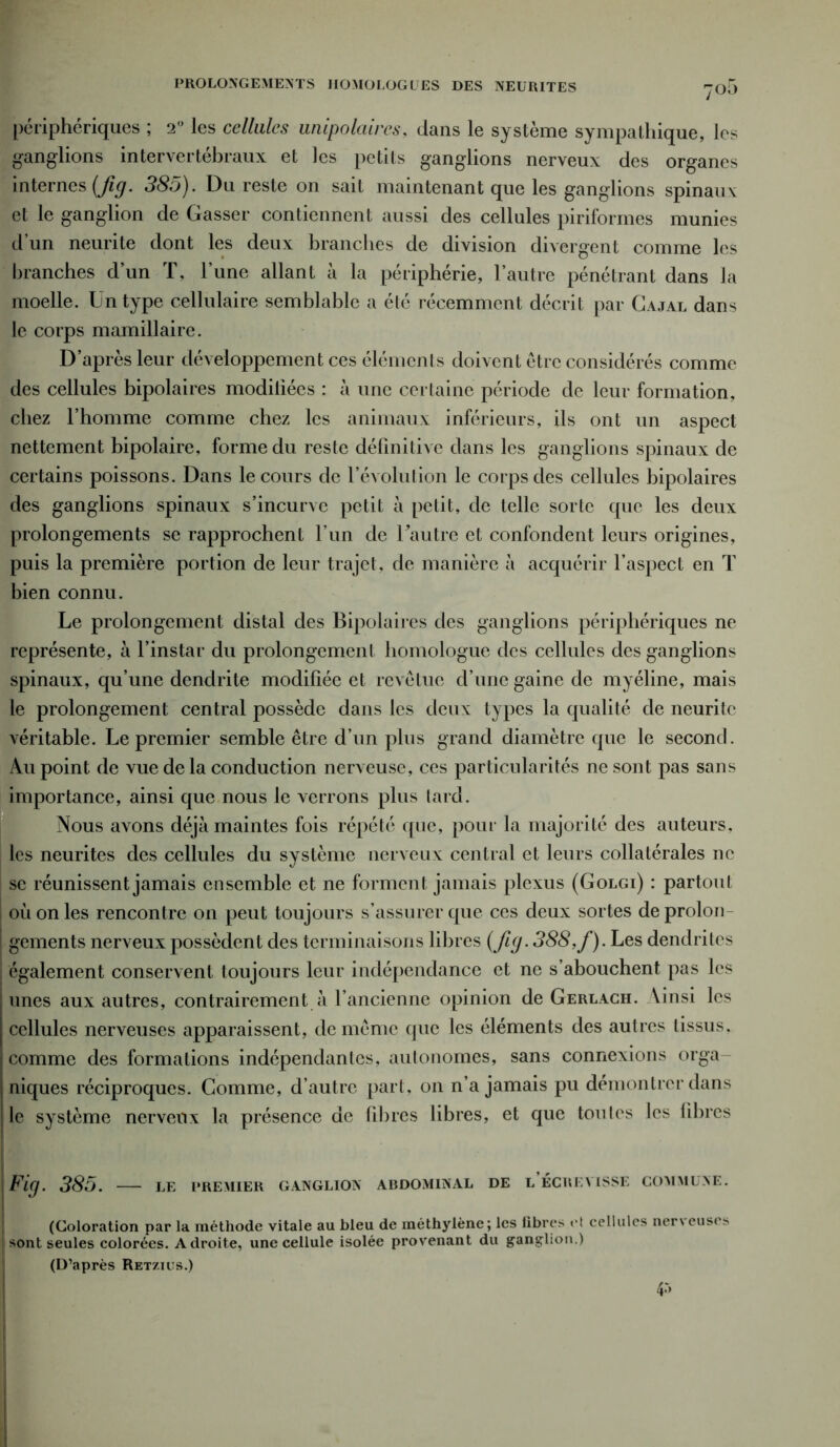 périphériques ; 2° les cellules unipolaires, dans le système sympathique, les ganglions intervertébraux et les petits ganglions nerveux des organes internes (Jig. 385). Du reste on sait maintenant que les ganglions spinauv et le ganglion de Casser contiennent aussi des cellules piriformes munies d’un neurite dont les deux branches de division divergent comme les branches d’un T, l’une allant à la périphérie, l’autre pénétrant dans la moelle. Un type cellulaire semblable a été récemment décrit par Cajal dans le corps mamillaire. D’après leur développement ces éléments doivent être considérés comme des cellules bipolaires modiliées : à une certaine période de leur formation, chez l’homme comme chez les animaux inférieurs, ils ont un aspect nettement bipolaire, forme du reste définitive dans les ganglions spinaux de certains poissons. Dans le cours de l’évolution le corps des cellules bipolaires des ganglions spinaux s’incurve petit à petit, de telle sorte que les deux prolongements se rapprochent l’un de l’autre et confondent leurs origines, puis la première portion de leur trajet, de manière à acquérir l’aspect en T bien connu. Le prolongement distal des Bipolaires des ganglions périphériques ne représente, à l’instar du prolongement homologue des cellules des ganglions spinaux, qu’une dendrite modifiée et revêtue d’une gaine de myéline, mais le prolongement central possède dans les deux types la qualité de neurite véritable. Le premier semble être d’un plus grand diamètre que le second. Au point de vue de la conduction nerveuse, ces particularités ne sont pas sans importance, ainsi que nous le verrons plus tard. Nous avons déjà maintes fois répété que, pour la majorité des auteurs, les neurites des cellules du système nerveux central et leurs collatérales ne se réunissent jamais ensemble et ne forment jamais plexus (Golgi) : partout | où on les rencontre on peut toujours s’assurer que ces deux sortes deprolon- I gements nerveux possèdent des terminaisons libres (fig. 388,f). Les dendrites également conservent toujours leur indépendance et ne s’abouchent pas les unes aux autres, contrairement à l’ancienne opinion de Gerlach. Ainsi les cellules nerveuses apparaissent, de même que les éléments des autres tissus, comme des formations indépendantes, autonomes, sans connexions orga niques réciproques. Gomme, d’autre part, on n’a jamais pu démontrer dans le système nerveux la présence de fibres libres, et que toutes les fibres j Fig. 385. — le premier ganglion abdominal de l’écrevisse commune. (Coloration par la méthode vitale au bleu de méthylène; les libres et cellules nerveuse;* sont seules colorées. Adroite, une cellule isolée provenant du ganglion.) (D’après Retziüs.) 4«»