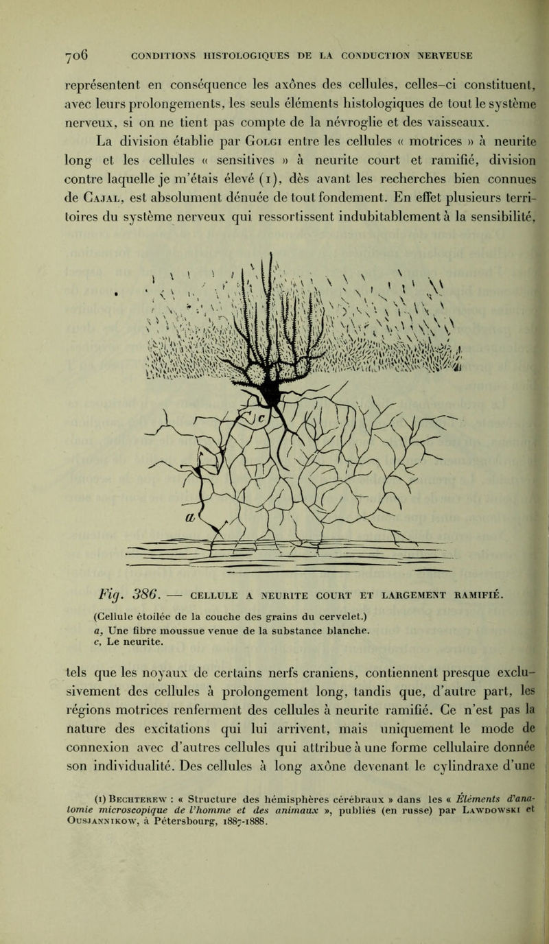 représentent en conséquence les axones des cellules, celles-ci constituent, avec leurs prolongements, les seuls éléments histologiques de tout le système nerveux, si on ne tient pas compte de la névroglie et des vaisseaux. La division établie par Golgi entre les cellules « motrices » à neurite long et les cellules « sensitives » à neurite court et ramifié, division contre laquelle je m’étais élevé (1), dès avant les recherches bien connues de Cajal, est absolument dénuée de tout fondement. En effet plusieurs terri- toires du système nerveux qui ressortissent indubitablement à la sensibilité, Fig. 386. — cellule a neurite court et largement ramifié. (Cellule étoilée de la couche des grains du cervelet.) a, Une fibre moussue venue de la substance blanche. c. Le neurite. tels que les noyaux de certains nerfs crâniens, contiennent presque exclu- sivement des cellules à prolongement long, tandis que, d’autre part, les régions motrices renferment des cellules à neurite ramifié. Ce n’est pas la nature des excitations qui lui arrivent, mais uniquement le mode de connexion avec d’autres cellules qui attribue à une forme cellulaire donnée son individualité. Des cellules à long axone devenant le cylindraxe d’une (1) Bechterew : « Structure des hémisphères cérébraux » dans les « Eléments d'ana- tomie microscopique de l'homme et des animaux », publiés (en russe) par Lawdowski et Ousjann ikow, à Pétersbourg, 1887-1888.