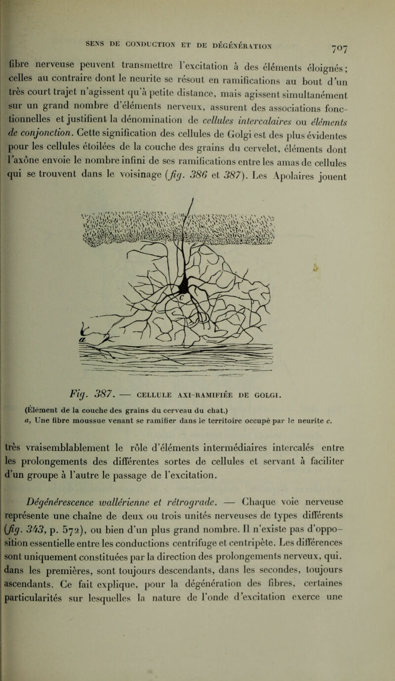 SENS DE CONDUCTION ET DE DÉGÉNÉRATION 'JO’J fibie nerveuse peuvent transmettre 1 excitation à des éléments éloignés; celles au contraire dont le neurite se résout en ramifications au bout d’un très court trajet n’agissent qu’à petite distance, mais agissent simultanément sur un grand nombre d’éléments nerveux, assurent des associations fonc- tionnelles et justifient la dénomination de cellules intercalaires ou éléments de conjonction. Cette signification des cellules de Golgiest des plus évidentes pour les cellules étoilées de la couche des grains du cervelet, éléments dont 1 axone envoie le nombre infini de ses ramifications entre les amas de cellules qui se trouvent dans le voisinage (fig. 386 et 387). Les Apolaires jouent Fig. 387. — cellule axi-ramifiée de golgi. (Elément de la couche des grains du cerveau du chat.) a, Une libre moussue venant se ramifier dans le territoire occupé par le neurite c. i très vraisemblablement le rôle d’éléments intermédiaires intercalés entre j les prolongements des différentes sortes de cellules et servant à faciliter d’un groupe à l’autre le passage de l’excitation. Dégénérescence wallérienne et rétrograde. — Chaque voie nerveuse représente une chaîne de deux ou trois unités nerveuses de types différents (fig. 3U3, p. 572), ou bien d’un plus grand nombre. Il n’existe pas d’oppo- j sition essentielle entre les conductions centrifuge et centripète. Les différences I sont uniquement constituées par la direction des prolongements nerveux, qui. dans les premières, sont toujours descendants, dans les secondes, toujours ascendants. Ce fait explique, pour la dégénération des fibres, certaines particularités sur lesquelles la nature de l’onde d’excitation exerce une