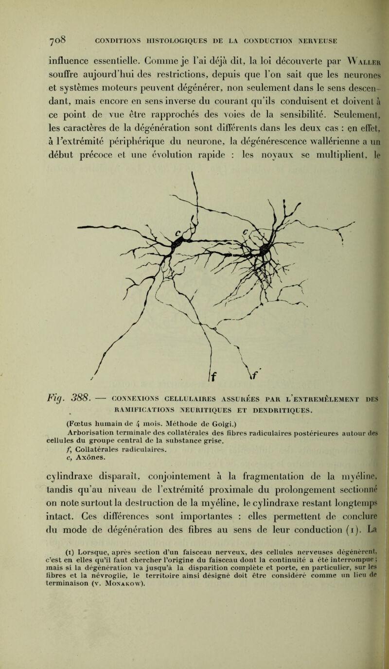influence essentielle. Gomme je l’ai déjà dit, la loi décoLiverte par Waller souffre aujourd’hui des restrictions, depuis que l’on sait que les neurones et systèmes moteurs peuvent dégénérer, non seulement dans le sens descen- dant, mais encore en sens inverse du courant qu’ils conduisent et doivent à ce point de vue être rapprochés des voies de la sensibilité. Seulement, les caractères de la dégénération sont différents dans les deux cas : çn effet, à Fextrémité périphérique du neurone, la dégénérescence Avallérienne a un début précoce et une évolution rapide : les noyaux se multiplient, le Fig. 388. — connexions cellulaires assurées par l’entremêlement des RAMIFICATIONS NEURITIQUES ET DENDRITIQUES. (Fœtus humain de 4 mois. Méthode de Golgi.) Arborisation terminale des collatérales des fibres radiculaires postérieures autour des cellules du groupe central de la substance grise. fi Collatérales radiculaires. c, Axones. cylindraxe disparaît, conjointement à la fragmentation de la myéline, tandis qu’au niveau de l’extrémité proximale du prolongement sectionné on note surtout la destruction de la myéline, le cylindraxe restant longtemps intact. Ces différences sont importantes : elles permettent de conclure du mode de dégénération des fibres au sens de leur conduction (i). La (i) Lorsque, après section d’un faisceau nerveux, des cellules nerveuses dégénèrent, c’est en elles qu’il faut chercher l’origine du faisceau dont la continuité a été interrompue ; mais si la dégénération va jusqu’à la disparition complète et porte, en particulier, sur les fibres et la névroglie, le territoire ainsi désigné doit être considéré comme un lieu de terminaison (v. Monakoav).