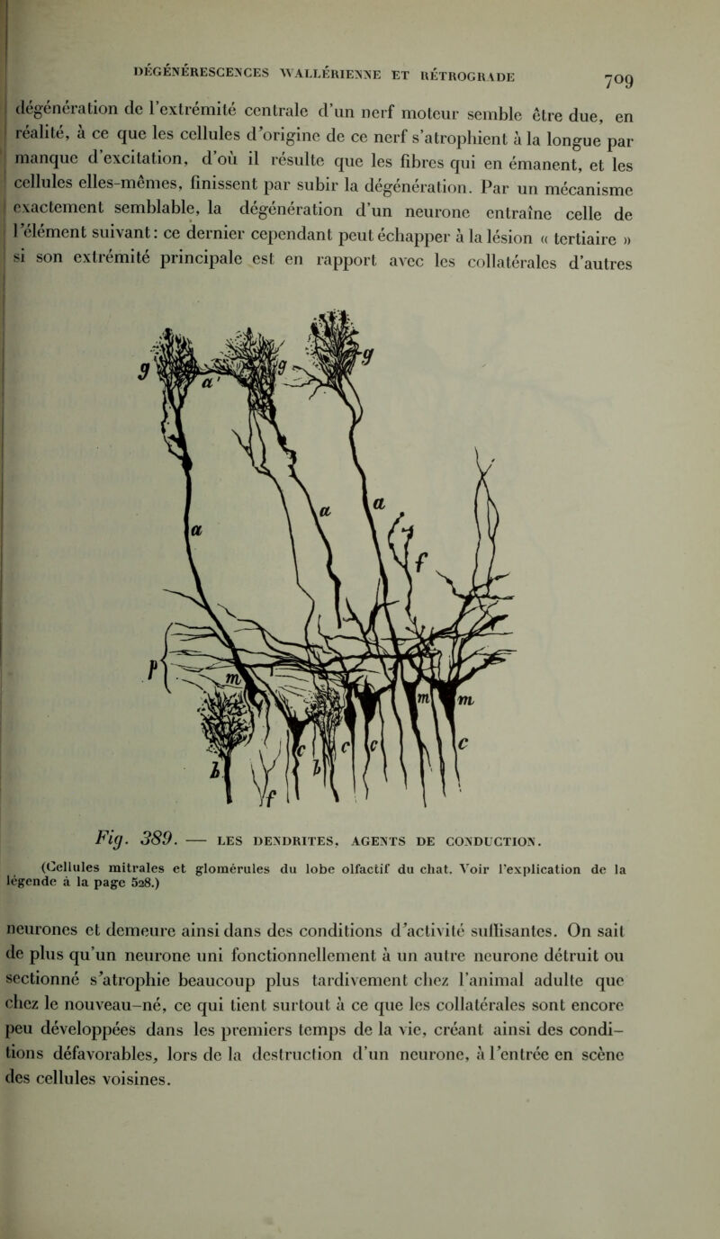 DÉGÉNÉRESCENCES WALLÉRIENNE ET RÉTROGRADE -yOQ dégénération cle l’extrémité centrale d’un nerf moteur semble être due, en j réalité, à ce que les cellules d origine de ce nerf s’atrophient à la longue par j manque d excitation, d ou il resuite que les fibres qui en émanent, et les [ cellules elles-mêmes, finissent par subir la dégénération. Par un mécanisme I exactement semblable, la dégénération d’un neurone entraîne celle de l'élément suivant: ce dernier cependant peut échapper à la lésion « tertiaire » j si son extrémité principale est en rapport avec les collatérales d’autres Fig. 389. — les dendrites, agents de conduction. (Cellules mitrales et glomérules du lobe olfactif du chat. Voir l'explication de la légende à la page 5a8.) neurones et demeure ainsi dans des conditions d'activité suiïisantes. On sait de plus qu’un neurone uni fonctionnellement à un autre neurone détruit ou sectionné s'atrophie beaucoup plus tardivement chez l’animal adulte que chez le nouveau-né, ce qui tient surtout à ce que les collatérales sont encore peu développées dans les premiers temps de la vie, créant ainsi des condi- tions défavorables, lors de la destruction d’un neurone, à l'entrée en scène des cellules voisines.