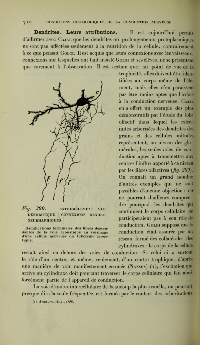 Dendrites. Leurs attributions. — Il est aujourd’hui permis d’affirmer avec Cajal que les dendrites ou prolongements protoplasmiques ne sont pas affectées seulement à la nutrition de la cellule, contrairement à ce que pensait Golgi. Il est acquis que leurs connexions avec les vaisseaux, connexions sur lesquelles ont tant insisté Golgi et ses élèves, ne se présentent que rarement à l’observation. Il est certain que, au point de vue de la trophicité, elles doivent être iden tifiées au corps même de l’élé- ment, mais elles n’en paraissent pas être moins aptes que l’axone à la conduction nerveuse. Cajal en a offert un exemple des plus démonstratifs par l’étude du lobe olfactif dans lequel les extré- mités arborisées des dendrites des grains et des cellules mitrales représentent, au niveau des glo- mérules, les seules voies de con- duction aptes à transmettre aux centres l’influx apporté à ce niveau par les fibres olfactives (fig. 389). On connaît un grand nombre d’autres exemples qui ne sont passibles d’aucune objection : on ne pourrait d’ailleurs compren- dre pourquoi les dendrites qui continuent le corps cellulaire ne participeraient pas à son rôle de conduction . Golgi supposa que la conduction était assurée par un réseau formé des collatérales des cylindraxes : le corps de la cellule restait ainsi en dehors des voies de conduction. Si celui-ci a surtout le rôle d’un centre, et même, seulement, d’un centre trophique, d’après une manière de voir manifestement erronée (Nansen) (i), l’excitation qui arrive au cylindraxe doit pourtant traverser le corps cellulaire qui fait ainsi forcément partie de l’appareil de conduction. La voie d’union intercellulaire de beaucoup la plus usuelle, on pourrait presque dire la seule fréquentée, est formée par le contact des arborisations Fig. 390. — entremêlement axo- DENDRITIQUE [ CONNEXIONS DENDRO- NEURHAPHIQUES.] Ramifications terminales des fibres descen- dantes de la voie acoustique au voisinage d’une cellule nerveuse du tubercule acous- tique. (i) Anatom. Anz., 188S.