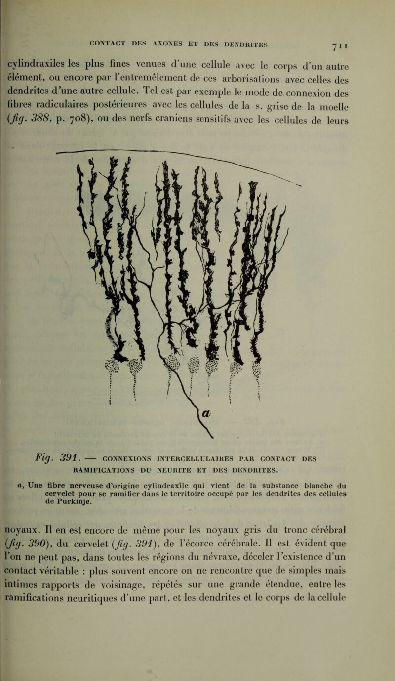 CONTACT DES AXONES ET DES DENDRITES y(I cylindraxiles les plus fines venues d’une cellule avec le corps d’un autre élément, ou encore par l’entremêlement de ces arborisations avec celles des dendrites d'une autre cellule. Tel est par exemple le mode de connexion des fibres radiculaires postérieures avec les cellules de la s. grise de la moelle (fig- 388, p. 708), ou des nerfs crâniens sensitifs avec les cellules de leurs Fig. 391. CONNEXIONS intercellulaires par contact des RAMIFICATIONS DU NEURITE ET DES DENDRITES. a, Une fibre nerveuse d’origine cylindraxile qui vient de la substance blanche du cervelet pour se ramifier dans le territoire occupé par les dendrites des cellules de Purkinje. noyaux. Il en est encore de même pour les noyaux gris du tronc cérébral [fig. 390), du cervelet (fig. 391), de l’écorce cérébrale. Il est évident que l’on ne peut pas, dans toutes les régions du névraxe, déceler Fexistence d’un contact véritable : plus souvent encore on ne rencontre que de simples mais intimes rapports de voisinage, répétés sur une grande étendue, entre les ramifications neuritiques d’une part, et les dendrites et le corps de la cellule