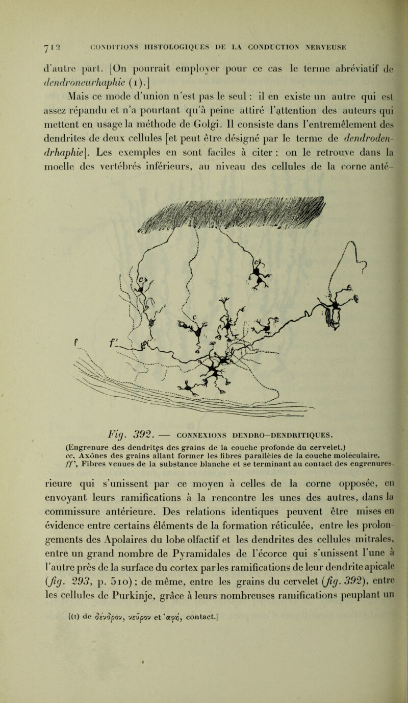 d’autre part. [On pourrait employer pour ce cas le terme abréviatif de dendroneurhaphie ( i).] Mais ce mode d’union n’est pas le seul : il en existe un autre qui est assez répandu et n’a pourtant qu’à peine attiré l’attention des auteurs qui mettent en usage la méthode de G olgi. Il consiste dans l’entremêlement des dendrites de deux cellules [et peut être désigné par le terme de dendroden- drhaphie]. Les exemples en sont faciles à citer : on le retrouve dans la moelle des vertébrés inférieurs, au niveau des cellules de la corne anté- Fig. 392. — connexions dendro-dendritiques. (Engrenure des dendritps des grains de la couche profonde du cervelet.) cc. Axones des grains allant former les fibres parallèles de la couche moléculaire. ff \ Fibres venues de la substance blanche et se terminant au contact des engrenures. rieure qui s’unissent par ce moyen à celles de la corne opposée, en envoyant leurs ramifications à la rencontre les unes des autres, dans la commissure antérieure. Des relations identiques peuvent être mises en évidence entre certains éléments de la formation réticulée, entre les proion gements des Apolaires du lobe olfactif et les dendrites des cellules mitrales, entre un grand nombre de Pyramidales de l’écorce qui s’unissent l’une à l’autre près de la surface du cortex parles ramifications de leur dendrite apicale (fig. 293, p. 5io) ; de même, entre les grains du cervelet (fig. 392), entre les cellules de Purkinje, grâce à leurs nombreuses ramifications peuplant un [(i) de dsv'Jpo'j, vevpo'J et'a^ïj, contact.]