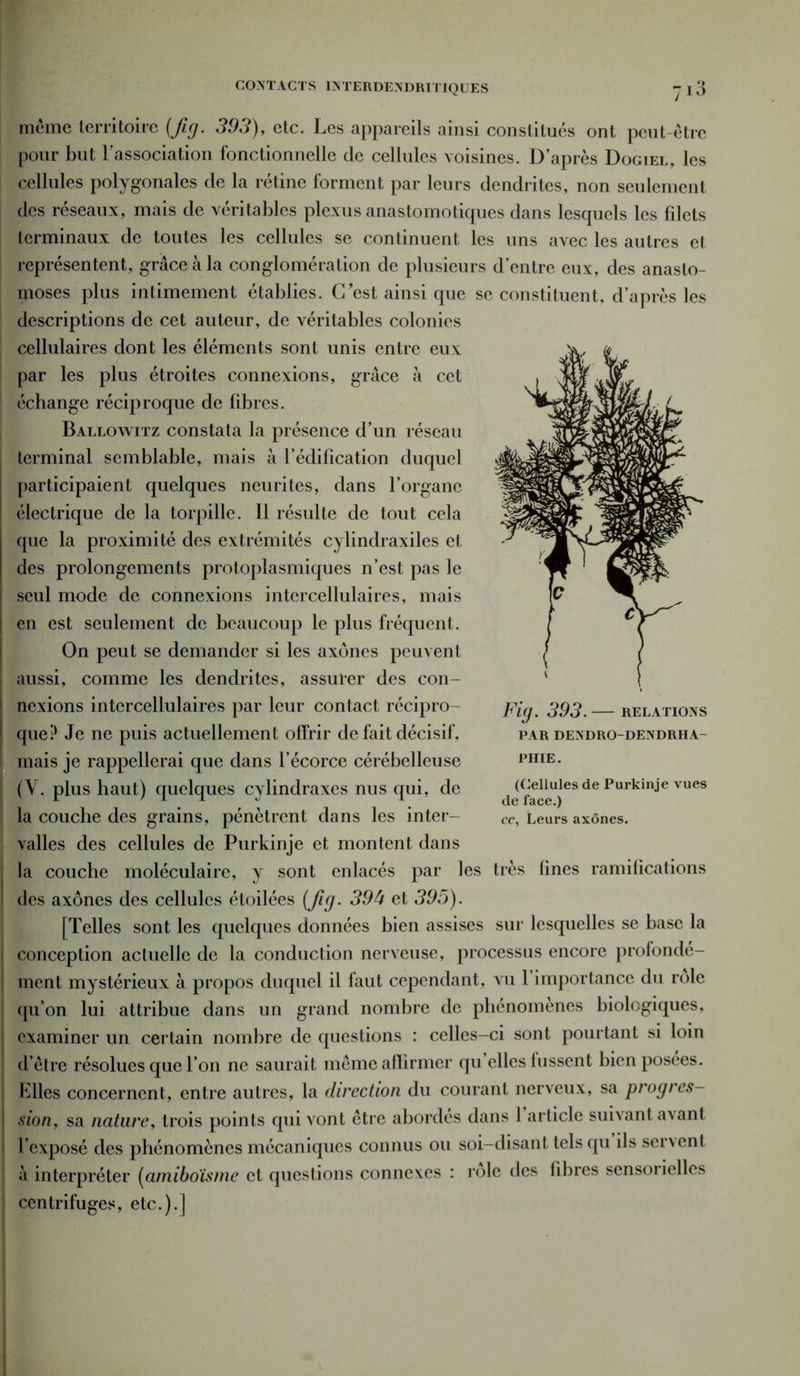 CONTACTS INTERDENDRITIQUES même territoire (fig. 393), etc. Les appareils ainsi constitués ont peut-être pour but l'association fonctionnelle de cellules voisines. D’après Dogiel, les cellules polygonales de la rétine forment par leurs dendrites, non seulement des réseaux, mais de véritables plexus anastomotiques dans lesquels les fdcts terminaux de toutes les cellules se continuent les uns avec les autres et représentent, grâce à la conglomération de plusieurs d’entre eux, des anasto- moses plus intimement établies. C'est ainsi que se constituent, d’après les descriptions de cet auteur, de véritables colonies cellulaires dont les éléments sont unis entre eux par les plus étroites connexions, grâce à cet échange réciproque de libres. Ballowitz constata la présence d’un réseau terminal semblable, mais à l’édification duquel participaient quelques neurites, dans l’organe électrique de la torpille. Il résulte de tout cela que la proximité des extrémités cylindraxiles et des prolongements protoplasmiques n’est pas le seul mode de connexions intercellulaires, mais en est seulement de beaucoup le plus fréquent. On peut se demander si les axones peuvent aussi, comme les dendrites, assurer des con- nexions intcrcellulaires par leur contact récipro- que? Je ne puis actuellement offrir de fait décisif, mais je rappellerai que dans l’écorce cérébelleuse (Y. plus haut) quelques cylindraxes nus qui, de la couche des grains, pénètrent dans les inter- valles des cellules de Purkinje et montent dans la couche moléculaire, y sont enlacés par les très fines ramifications des axones des cellules étoilées (fig. 39U et 395). [Telles sont les quelques données bien assises sur lesquelles se base la conception actuelle de la conduction nerveuse, processus encore profondé- ment mystérieux à propos duquel il faut cependant, vu 1 importance du rôle qu’on lui attribue dans un grand nombre de phénomènes biolcgiques, examiner un certain nombre de questions : celles-ci sont pourtant si loin d’être résolues que l’on ne saurait même affirmer qu elles lussent bien posées, filles concernent, entre autres, la direction du courant nerveux, sa progres- sion, sa nature, trois points qui vont être abordés dans 1 article suivant avant l’exposé des phénomènes mécaniques connus ou soi-disant tels qu ils servent à interpréter (amiboïsme et questions connexes : rôle des fibres sensorielles centrifuges, etc.).] Fig. 393.— relations PAR DENDRO-DENDRIIA- PHIE. (Cellules de Purkinje vues de face.) cc. Leurs axones.