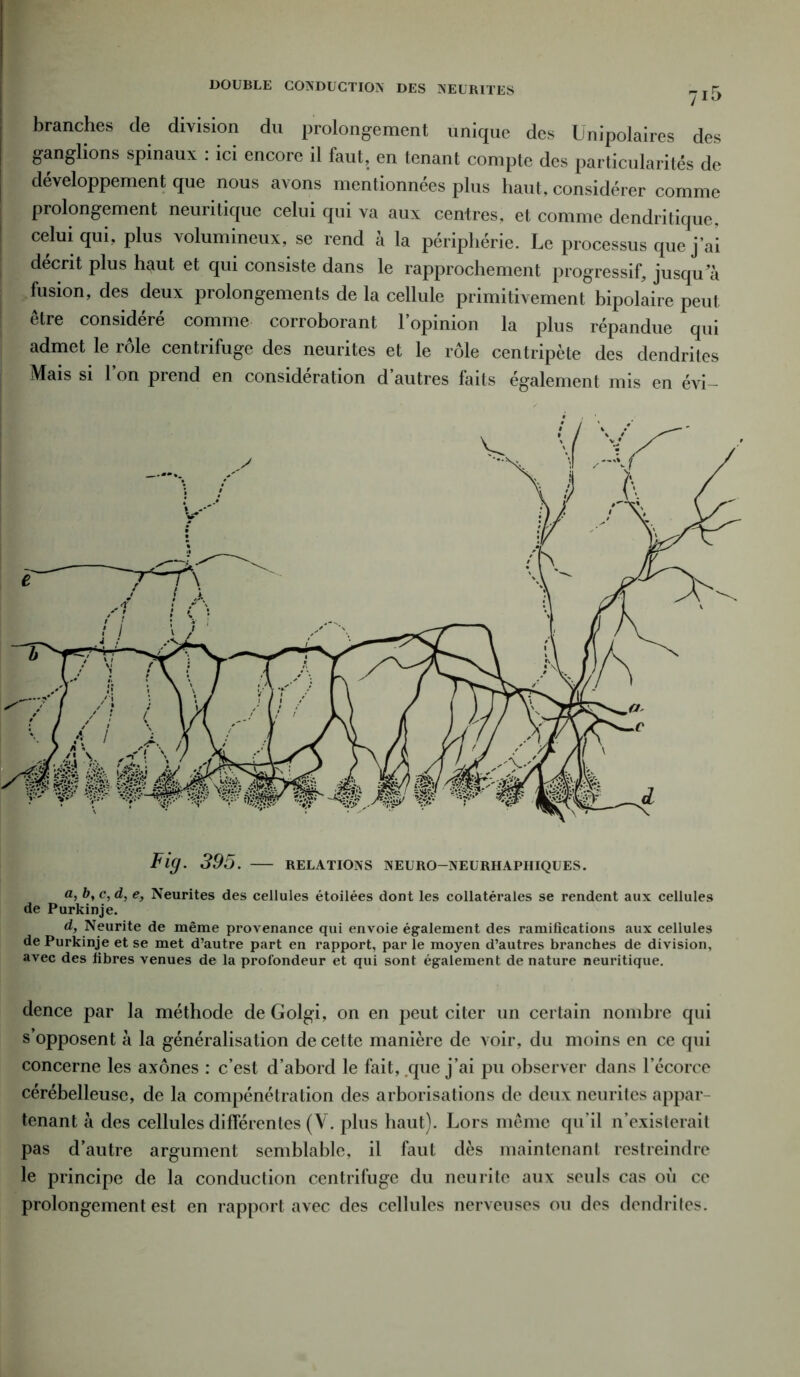 DOUBLE CONDUCTION DES NEURITES 7ï5 branches de division du prolongement unique des Unipolaires des ganglions spinaux : ici encore il faut, en tenant compte des particularités de développement que nous avons mentionnées plus haut, considérer comme prolongement neuritique celui qui va aux centres, et comme dendritique, celui qui, plus volumineux, se rend à la périphérie. Le processus que j’ai décrit plus haut et qui consiste dans le rapprochement progressif, jusqu’à fusion, des deux prolongements de la cellule primitivement bipolaire peut être considéré comme corroborant l’opinion la plus répandue qui admet le rôle centrifuge des neurites et le rôle centripète des dendrites Mais si l’on prend en considération d’autres faits également mis en évi- Fig. 395. — relations neuro-nelrhaphiques. a, b, c, d, e, Neurites des cellules étoilées dont les collatérales se rendent aux cellules de Purkinje. dj Neurite de même provenance qui envoie également des ramifications aux cellules de Purkinje et se met d’autre part en rapport, par le moyen d’autres branches de division, avec des fibres venues de la profondeur et qui sont également de nature neuritique. dence par la méthode de Golgi, on en peut citer un certain nombre qui s’opposent à la généralisation de cette manière de voir, du moins en ce qui concerne les axones : c’est d’abord le fait, que j’ai pu observer dans l’écorce cérébelleuse, de la compénétration des arborisations de deux neurites appar- tenant à des cellules différentes (Y. plus haut). Lors même qu'il n’existerait pas d’autre argument semblable, il faut dès maintenant restreindre le principe de la conduction centrifuge du neurite aux seuls cas où ce prolongement est en rapport avec des cellules nerveuses ou des dendrites.