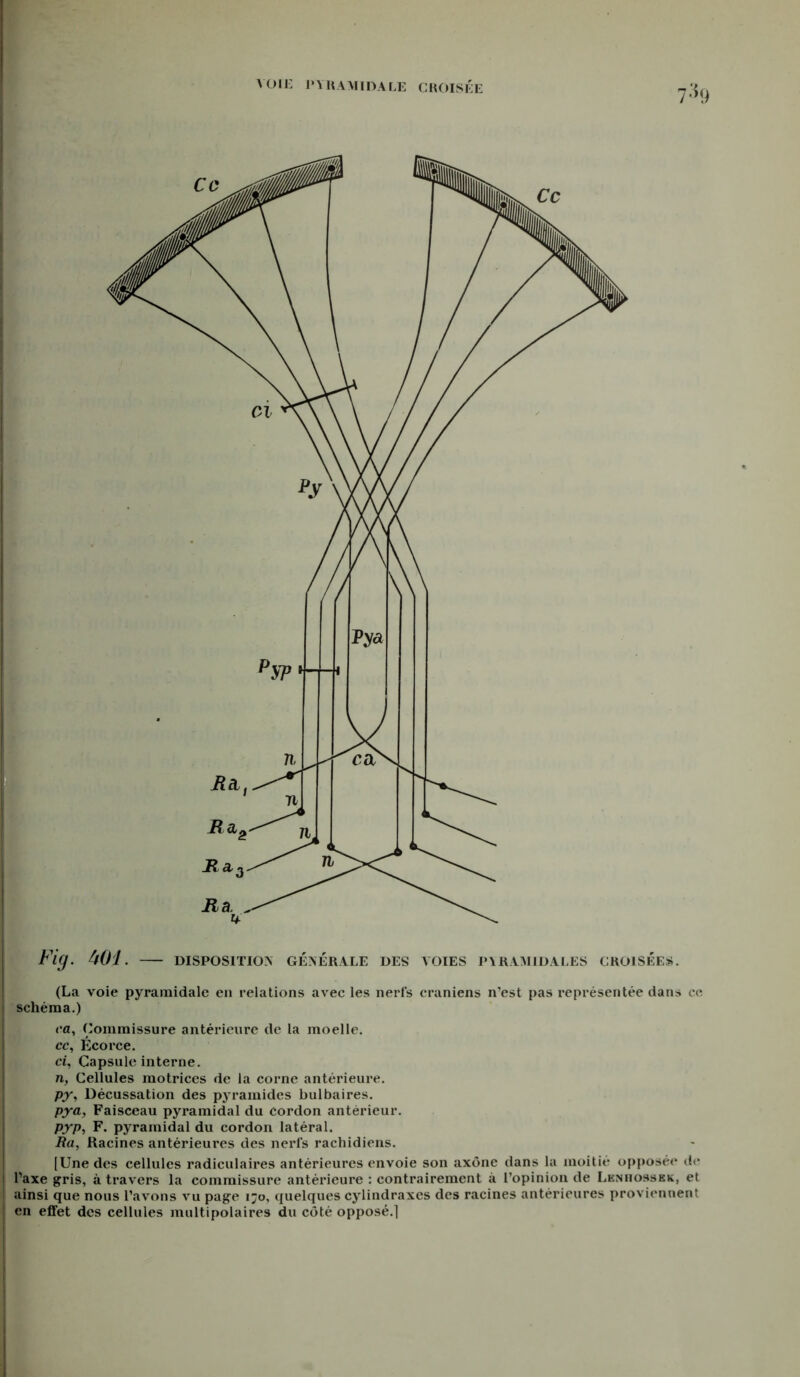 VOIE PYRAMIDALE CROISÉE ih Fig. 401. DISPOSITION GÉNÉRALE DES YOIES PYRAMIDALES CROISÉES. (La voie pyramidale en relations avec les nerfs crâniens n’est pas représentée dans ce schéma.) ca, Commissure antérieure de la moelle. cc, Écorce. ci, Capsule interne. n, Cellules motrices de la corne antérieure. py, Décussation des pyramides bulbaires. pya, Faisceau pyramidal du cordon antérieur. pyp, F. pyramidal du cordon latéral. Ra, Racines antérieures des nerls rachidiens. [Une des cellules radiculaires antérieures envoie son axone dans la moitié opposée d<* l’axe gris, à travers la commissure antérieure : contrairement à l’opinion de Lenhosskk, et ainsi que nous l’avons vu page 170, quelques cylindraxes des racines antérieures proviennent en effet des cellules multipolaires du côté opposé.]