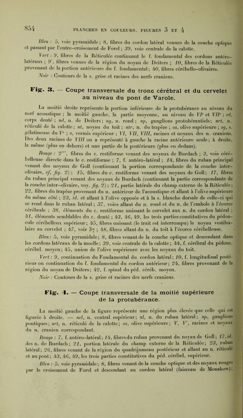 Bleu : 5, voie pyramidale ; 8, fibres du cordon latéral venues de la couche optique et passant par l’entre-croisement de Forci ; 39, voie centrale de la calotte. Vert : 9, fibres de la Réticulée continuant le f. fondamental des cordons antéro- latéraux ; 9’. fibres venues de la région du noyau de Deiters ; iO, fibres de la Réticulée provenant de la portion antérieure du f. fondamental ; 30, fibres cérébello-olivaires. Noir : Contours de la s. grise et racines des nerfs crâniens. Fijç. 3. — Coupe transversale du tronc cérébral et du cervelet au niveau du pont de Varole. La moitié droite représente la portion inférieure de la protubérance au niveau du nerf acoustique ; la moitié gauche, la partie moyenne, au niveau de VIe et VIIe ; cd, corps denté ; nd, n. de Deiters; ng, n. rond; np, ganglions protubérantiels; nrt, n. réticulé de la calotte ; nt, noyau du toit ; ntr, n. du trapèze ; os, olive supérieure ; sg, s. gélatineuse du Ve ; v, vermis supérieur ; VI, VII, VIII, racines et noyaux des n. crâniens. Des deux racines de VIII on a représenté à gauche la racine antérieure seule; à droite, la même (plus en dehors) et une partie de la postérieure (plus en dedans). Rouge : 2”’, fibres du c. restiforme venant des noyaux de Burdach ; 3, voie céré- belleuse directe dans le c. restiforme ; 7, f. antéro-latéral ; 13, fibres du ruban principal venant des noyaux de Goll (continuant la portion correspondante de la couche inter- olivaire, cf, Jig. 2) ; 15, fibres du c. restiforme venant des noyaux de Goll; 17, fibres du ruban principal venant des noyaux de Burdach (continuant la partie correspondante de la couche inter-olivaire, voy. fig. 2) ; 21, partie latérale du champ externe de la Réticulée; 22, fibres du trapèze provenant du n. antérieur de l’acoustique et allant à l’olive supérieure du même côté ; 23, id. et allant à l’olive opposée et à la s. blanche dorsale de celle-ci qui se rend dans le ruban latéral ; 37, voies allant du n. rond et du n. de l’embole à l’écorce cérébrale ; 38, éléments du c. restiforme unissant le cervelet aux n. du cordon latéral ; 31, éléments semblables du c. denté ; 33, 36, 39, les trois parties constitutives du pédon- cule cérébelleux supérieur; 35, fibres unissant (le trait est interrompu) le noyau vestibu- laire au cervelet ; 37, voir 37 ; 38, fibres allant du n. du toit à l’écorce cérébelleuse. Bleu: 5, voie pyramidale; 8, fibres venant de la couche optique et descendant dans les cordons latéraux delà moelle; 39, voie centrale de la calotte ; 33, f. cérébral du pédonc. cérébel. moyen; 35, union de l’olive supérieure avec les noyaux du toit. Vert : 9, continuation du Fondamental du cordon latéral; 10, f. longitudinal posté- rieur ou continuation du f. fondamental du cordon antérieur; 23, fibres provenant de la région du noyau de Deiters; 32, f. spinal du péd. céréb. moyen. Noir : Contours de la s. grise et racines des nerfs crâniens. Fig*. 4. — Coupe transversale de la moitié supérieure de la protubérance. La moitié gauche de la figure représente une région plus élevée que celle qui est figurée à droite. — ncl, n. central supérieur; ni, n. du ruban latéral; np, ganglions pontiques; nrt, n. réticulé de la calotte; os, olive supérieure; V, V\ racines et noyaux du n. crânien correspondant. Rouge : 7, f. antéro-latéral ; 13, fibres du ruban provenant du noyau de Goll; 17, id. des n. de Burdach; 21, portion latérale du champ externe de la Réticulée; 23, ruban latéral; 26, fibres venant de la région du quadrijumeau postérieur et allant au n. réticulé et au pont; 33, 36, 39, les trois parties constitutives du péd. cérébel. supérieur. Bleu : 5, voie pyramidale ; 8, fibres venant de la couche optique et des noyaux rouges par le croisement de Forel et descendant au cordon latéral (faisceau de Monakow),