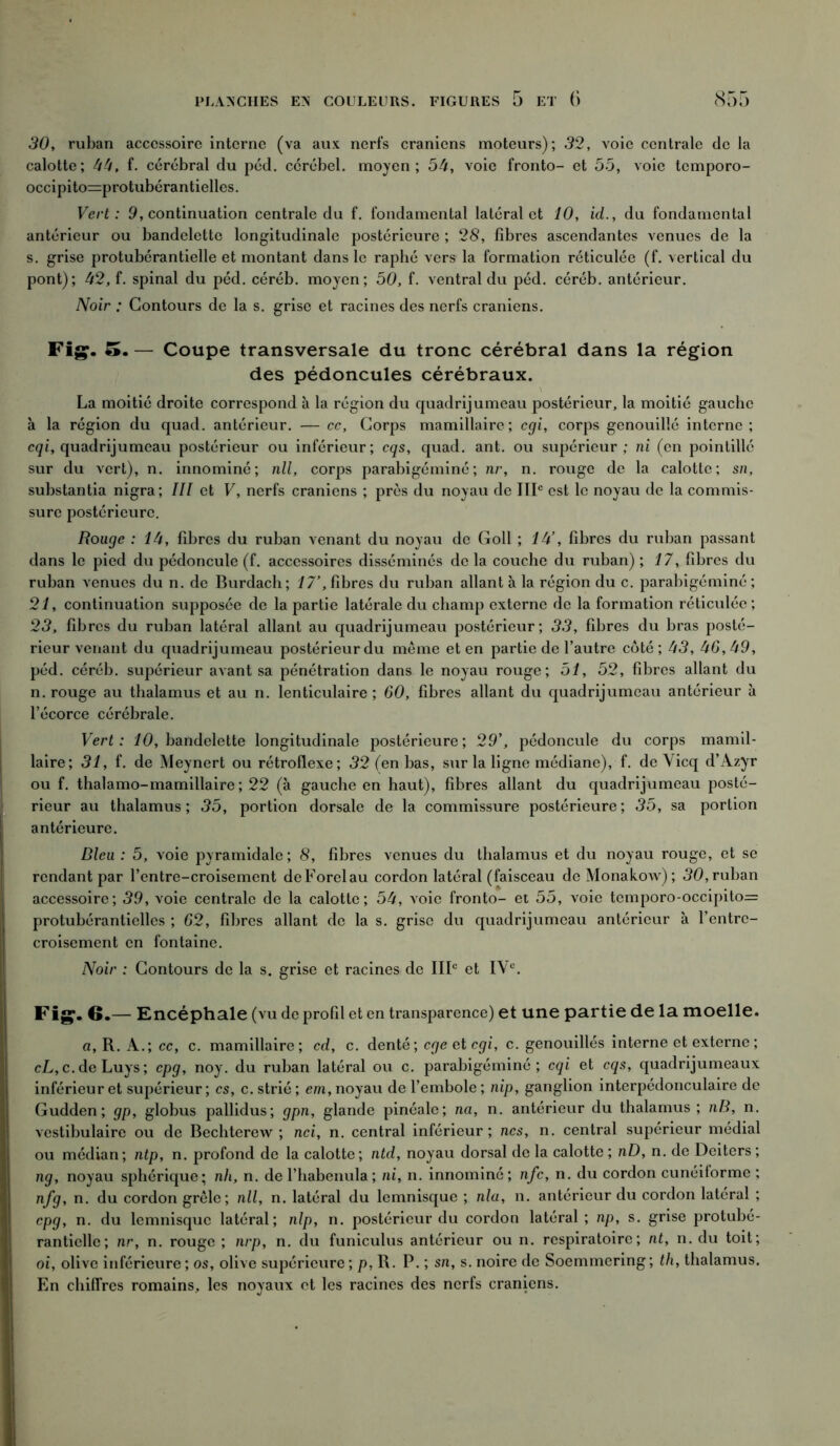 30, ruban accessoire interne (va aux nerfs crâniens moteurs); 32, voie centrale de la calotte; 44, f. cérébral du péd. cérébel. moyen; 54, voie fronto- et 55, voie temporo- occipito=protubérantielles. Vert : 9, continuation centrale du f. fondamental latéral et 10, id., du fondamental antérieur ou bandelette longitudinale postérieure ; 28, fibres ascendantes venues de la s. grise protubérantielle et montant dans le raphé vers la formation réticulée (f. vertical du pont); 42, f. spinal du péd. céréb. moyen; 50, f. ventral du péd. céréb. antérieur. Noir : Contours de la s. grise et racines des nerfs crâniens. Fig. 5. — Coupe transversale du tronc cérébral dans la région des pédoncules cérébraux. La moitié droite correspond à la région du quadrijumeau postérieur, la moitié gauche à la région du quad. antérieur. — cc. Corps mamillaire; cgi, corps genouillé interne; cqi, quadrijumeau postérieur ou inférieur; cqs, quad. ant. ou supérieur ; ni (en pointillé sur du vert), n. innominé; nll, corps parabigéminé; nr, n. rouge de la calotte; sn, substantia nigra; III et V, nerfs crâniens ; près du noyau de IIIe est le noyau de la commis- sure postérieure. Rouge : 1U, fibres du ruban venant du noyau de Goll ; 1U’, fibres du ruban passant dans le pied du pédoncule (f. accessoires disséminés de la couche du ruban) ; 17, fibres du ruban venues du n. de Burdach; 17’, fibres du ruban allant à la région du c. parabigéminé ; 21, continuation supposée de la partie latérale du champ externe de la formation réticulée; 23, fibres du ruban latéral allant au quadrijumeau postérieur; 33, fibres du bras posté- rieur venant du quadrijumeau postérieur du meme et en partie de l’autre côté; 48, 46,49, péd. céréb. supérieur avant sa pénétration dans le noyau rouge; 51, 52, fibres allant du n. rouge au thalamus et au n. lenticulaire ; 60, fibres allant du quadrijumeau antérieur à l’écorce cérébrale. Vert : 10, bandelette longitudinale postérieure; 29’, pédoncule du corps mamil- laire; 31, f. de Meynert ou rétroflexe; 32 (en bas, sur la ligne médiane), f. de Yicq d’Azyr ou f. thalamo-mamillaire ; 22 (à gauche en haut), fibres allant du quadrijumeau posté- rieur au thalamus; 35, portion dorsale de la commissure postérieure; 35, sa portion ; antérieure. Bleu : 5, voie pyramidale ; 8, fibres venues du thalamus et du noyau rouge, et se rendant par l’entre-croisement deForelau cordon latéral (faisceau deMonakow); 30, ruban accessoire; 39, voie centrale de la calotte; 54, voie fronto- et 55, voie tcmporo-occipito=: Iprotubérantielles ; 62, fibres allant de la s. grise du quadrijumeau antérieur à l’entre- croisement en fontaine. Noir : Contours de la s. grise et racines de IIIe et IVe. Fig. G.— Encéphale (vu de profil et en transparence) et une partie de la moelle. a, R. A.; cc, c. mamillaire; cd, c. denté; ege et cgi, c. genouillés interne et externe ; cL, c. de Luys; cpg, noy. du ruban latéral ou c. parabigéminé; cqi et cqs, quadrijumeaux inférieur et supérieur; es, c. strié; cm, noyau del’embole; nip, ganglion interpédonculaire de Gudden; gp, globus pallidus; gpn, glande pinéale; na, n. antérieur du thalamus; nB, n. vestibulaire ou de Bechterew ; nci, n. central inférieur; ncs, n. central supérieur médial ou médian; ntp, n. profond de la calotte; ntd, noyau dorsal de la calotte ; nD, n. de Deiters ; ng, noyau sphérique; nh, n. de l’habenula; ni, n. innominé; nfc, n. du cordon cunéiforme ; nfg, n. du cordon grêle; nll, n. latéral du lemnisque ; nia, n. antérieur du cordon latéral ; cpg, n. du lemnisque latéral; nlp, n. postérieur du cordon latéral ; np, s. grise protubé- ranticlle; nr, n. rouge ; nrp, n. du funiculus antérieur ou n. respiratoire; nt, n. du toit; oi, olive inférieure; os, olive supérieure; p, R. P. ; sn, s. noire de Soemmering; th, thalamus. En chiffres romains, les noyaux et les racines des nerfs crâniens.