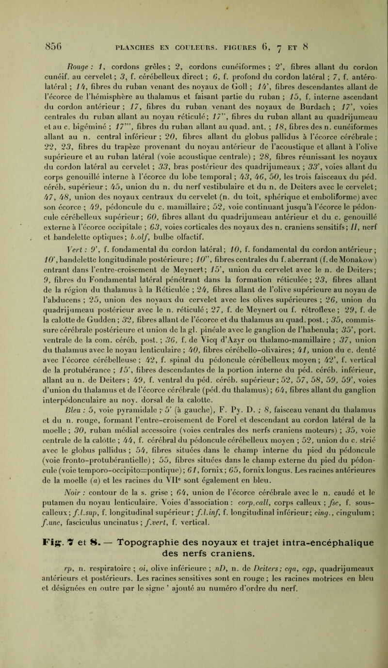 » 7 Rouge: 1, cordons grêles; 2, cordons cunéiformes; 2’, fibres allant du cordon cunéif. au cervelet ; 3, f. cérébelleux direct ; 6, f. profond du cordon latéral ; 7, f. antéro- latéral ; 1U, fibres du ruban venant des noyaux de Goll ; là’, fibres descendantes allant de l’écorce de l’hémisphère au thalamus et faisant partie du ruban ; 15, f. interne ascendant du cordon antérieur ; 17, fibres du ruban venant des noyaux de Burdach ; 17’, voies centrales du ruban allant au noyau réticulé; 17, fibres du ruban allant au quadrijumeau et au c. bigéminé ; 17’, fibres du ruban allant au quad. ant. ; 18, fibres des n. cunéiformes allant au n. central inférieur; 20, fibres allant du globus pallidus à l’écorce cérébrale; 22, 23, fibres du trapèze provenant du noyau antérieur de l’acoustique et allant à l’olive supérieure et au ruban latéral (voie acoustique centrale) ; 28, fibres réunissant les noyaux du cordon latéral au cervelet ; 33, bras postérieur des quadrijumeaux ; 33’, voies allant du corps genouillé interne à l’écorce du lobe temporal ; 43, 4G, 50, les trois faisceaux du péd. céréb. supérieur ; 45, union du n. du nerf vestibulaire et du n. de Deiters avec le cervelet; 47, 48, union des noyaux centraux du cervelet (n. du toit, sphérique et emboliformc) avec son écorce ; 49, pédoncule du c. mamillaire ; 52, voie continuant jusqu’à l’écorce le pédon- cule cérébelleux supérieur; 60, fibres allant du quadrijumeau antérieur et du c. genouillé externe à l’écorce occipitale ; 63, voies corticales des noyaux des n. crâniens sensitifs; II, nerf et bandelette optiques; b.olf, bulbe olfactif. Vert : 9’, f. fondamental du cordon latéral; 10, f. fondamental du cordon antérieur ; 10’, bandelette longitudinale postérieure ; 10, fibres centrales du f. aberrant (f. de Monakow) entrant dans l’entre croisement de Meynert; 15’, union du cervelet avec le n. de Deiters; 9, fibres du Fondamental latéral pénétrant dans la formation réticulée; 23, fibres allant de la région du thalamus à la Réticulée ; 24, fibres allant de l’olive supérieure au noyau de l’abducens ; 25, union des noyaux du cervelet avec les olives supérieures ; 26, union du quadrijumeau postérieur avec le n. réticulé; 27, f. de Meynert ou f. rétroflexe ; 29, f. de la calotte de Gudden ; 32, fibres allant de l’écorce et du thalamus au quad. post. ; 35, commis- sure cérébrale postérieure et union de la gl. pinéale avec le ganglion de l’habenula; 35’, port, ventrale de la com. céréb. post. ; 36, f. de Yicq d’Azyr ou thalamo-mamillaire ; 37, union du thalamus avec le noyau lenticulaire ; 40, fibres cérébello-olivaires; 41, union du c. denté avec l’écorce cérébelleuse; 42, f. spinal du pédoncule cérébelleux moyen; 42’, f. vertical de la protubérance ; 15’, fibres descendantes de la portion interne du péd. céréb. inférieur, allant au n. de Deiters; 49, f. ventral du péd. céréb. supérieur; 52, 57, 58, 59, 59’, voies d’union du thalamus et de l’écorce cérébrale (péd. du thalamus) ; 64, fibres allant du ganglion interpédonculaire au noy. dorsal de la calotte. Bleu : 5, voie pyramidale y 5’ (à gauche), F. Py. D. ; 8, faisceau venant du thalamus et du n. rouge, formant l’entre-croisement de Forel et descendant au cordon latéral de la moelle ; 30, ruban médial accessoire (voies centrales des nerfs crâniens moteurs) ; 35, voie centrale de la calotte ; 44, f. cérébral du pédoncule cérébelleux moyen ; 52, union duc. strié j avec le globus pallidus ; 54, fibres situées dans le champ interne du pied du pédoncule (voie fronto-protubérantielle) ; 55, fibres situées dans le champ externe du pied du pédon- cule (voie temporo-occipito=pontique) ; 61, fornix; 65, fornix longus. Les racines antérieures de la moelle (a) et les racines du VIIe sont également en bleu. Noir : contour de la s. grise ; 64, union de l’écorce cérébrale avec le n. caudé et le putamen du noyau lenticulaire. Voies d’association: corp.call, corps calleux ; fsc, f. sous- calleux; f.l.sup, f. longitudinal supérieur; f.l.inf, f. longitudinal inférieur; cing., cingulum; f.unc, fasciculus uncinatus ; f.vert, f. vertical. Fig. ï et 8.- Topographie des noyaux et trajet intra-encéphalique des nerfs crâniens. rp, n. respiratoire ; oi, olive inférieure ; nD, n. de Deiters; cqa, cqp, quadrijumeaux antérieurs et postérieurs. Les racines sensitives sont en rouge ; les racines motrices en bleu et désignées en outre par le signe ’ ajouté au numéro d’ordre du nerf.