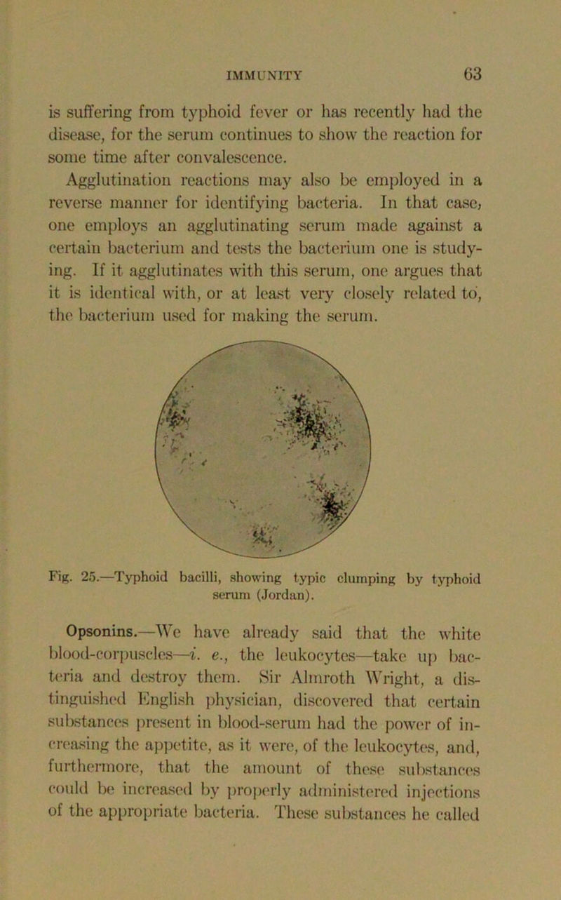 is suffering from typhoid fever or has recently had the disease, for the serum continues to show the reaction for some time after convalescence. Agglutination reactions may also be employed in a reverse manner for identifying bacteria. In that case, one employs an agglutinating serum made against a certain bacterium and tests the bacterium one is study- ing. If it agglutinates with this serum, one argues that it is identical with, or at least very closely related to, the bacterium used for making the serum. Fig. 25.—Typhoid bacilli, showing t.ypic clumping by typhoid serum (Jordan). Opsonins.—We have already said that the white blood-corpuscles—i. e., the leukocytes—take up bac- teria and destroy them. Sir Almroth Wright, a dis- tinguished English physician, discovered that certain substances present in blood-serum had the power of in- creasing the appetite, as it were, of the leukocytes, and, furthermore, that the amount of these substances could be increased by properly administered injections of the appropriate bacteria. These substances he called