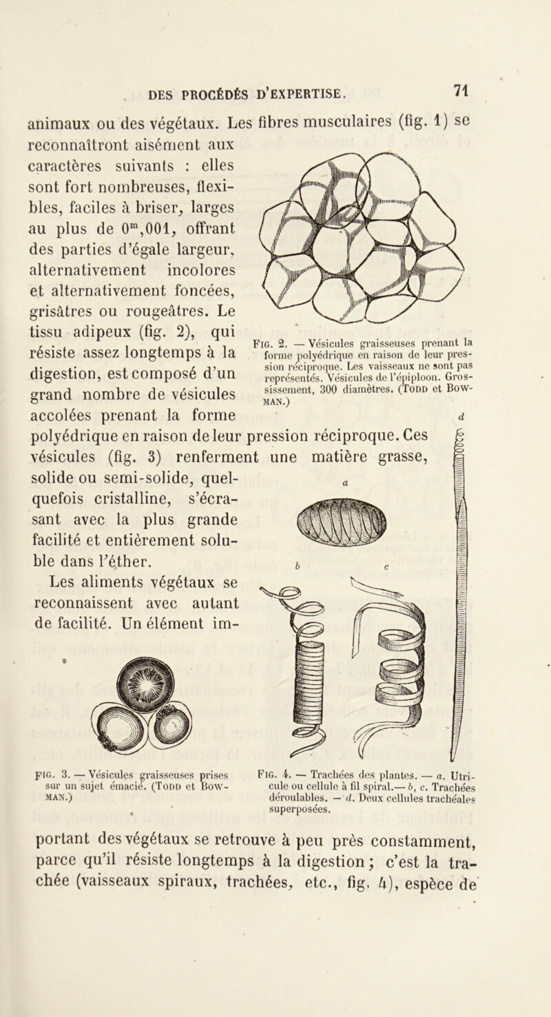 animaux ou des végétaux. Les fibres musculaires (fig. 1) se reconnaîtront aisément aux caractères suivants : elles sont fort nombreuses, flexi- bles, faciles à briser, larges au plus de 0m,001, offrant des parties d’égale largeur, alternativement incolores et alternativement foncées, grisâtres ou rougeâtres. Le tissu adipeux (fig. 2), qui résiste assez longtemps à la digestion, est composé d’un grand nombre de vésicules accolées prenant la forme polyédrique en raison de leur pression réciproque. Ces vésicules (fig. 3) renferment une matière grasse, solide ou semi-solide, quel- a quefois cristalline, s’écra- sant avec la plus grande facilité et entièrement solu- ble dans l’éther. Les aliments végétaux se reconnaissent avec autant de facilité. Un élément im- FlG. 2. — Vésicules graisseuses prenant la forme polyédrique en raison de leur pres- sion réciproque. Les vaisseaux ne sont pas représentés. Vésicules de l’épiploon. Gros- sissement, 300 diamètres. (Todd et Bow- MAN.) m piG. 3. — Vésicules graisseuses prises sur un sujet émacié. (Todd et Bow- MAN.) Fig. 4. — Trachées des plantes. — a. U tri - cule ou cellule à fil spiral.— b, c. Trachées déroulables. — d. Deux cellules trachéales superposées. portant des végétaux se retrouve à peu près constamment, parce qu’il résiste longtemps à la digestion ; c’est la tra- chée (vaisseaux spiraux, trachées, etc., fig. U), espèce de