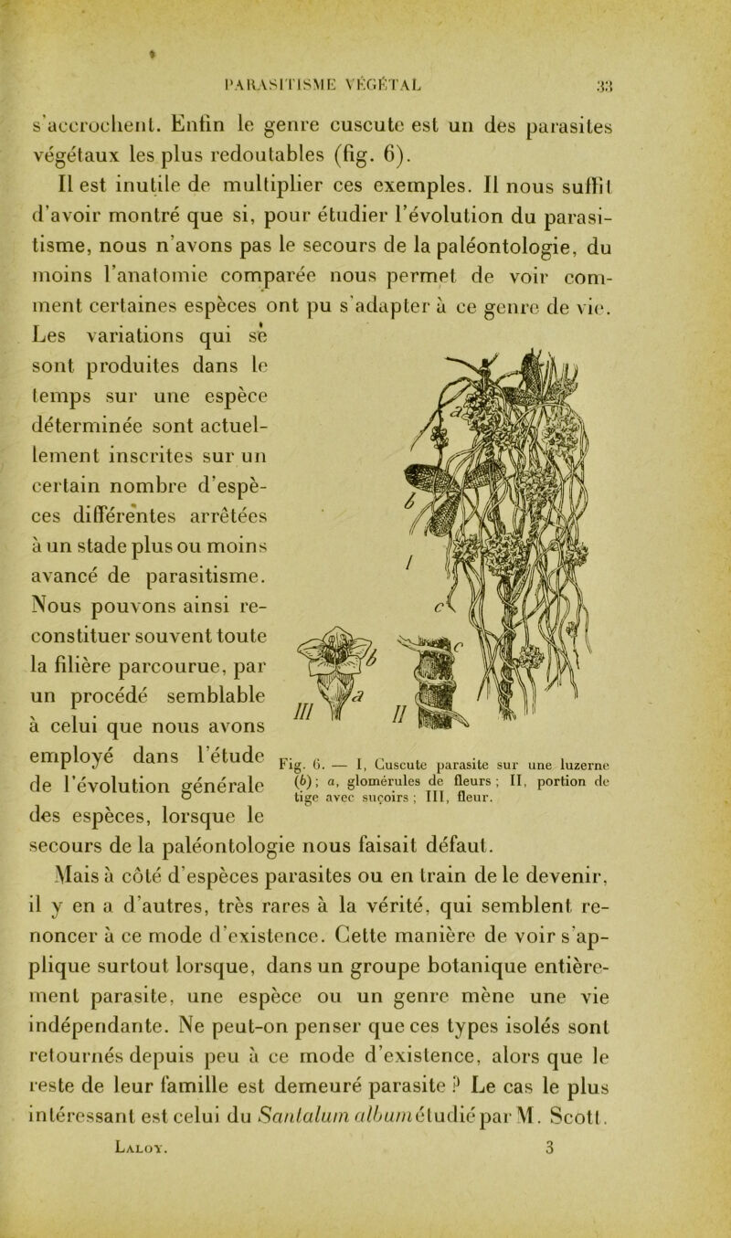 s’accrochent. Enfin le genre cuscute est un des parasites végétaux les plus redoutables (fig. 6). Il est inutile de multiplier ces exemples. Il nous suffiI d’avoir montré que si, pour étudier l’évolution du parasi- tisme, nous n avons pas le secours de la paléontologie, du moins l’anatomie comparée nous permet de voir com- ment certaines espèces ont pu s'adapter à ce genre de vie. Les variations qui se sont produites dans le temps sur une espèce déterminée sont actuel- lement inscrites sur un certain nombre d’espè- ces différentes arrêtées à un stade plus ou moins avancé de parasitisme. Nous pouvons ainsi re- constituer souvent toute la filière parcourue, par un procédé semblable à celui que nous avons employé dans l’étude Fig 6 _ t Cuscule parasite su, une luzerne de l’évolution générale des espèces, lorsque le secours de la paléontologie nous faisait défaut. Mais à côté d espèces parasites ou en train de le devenir, il y en a d'autres, très rares à la vérité, qui semblent re- noncer à ce mode d’existence. Cette manière de voir s ap- plique surtout lorsque, dans un groupe botanique entière- ment parasite, une espèce ou un genre mène une vie indépendante. Ne peut-on penser que ces types isolés sont retournés depuis peu à ce mode d’existence, alors que le reste de leur famille est demeuré parasite ? Le cas le plus intéressant est celui du Santaluin album étudié par M. Scott. Laloy. 3 (6); a, glomérules de fleurs; II, portion de tige avec suçoirs ; III, fleur.