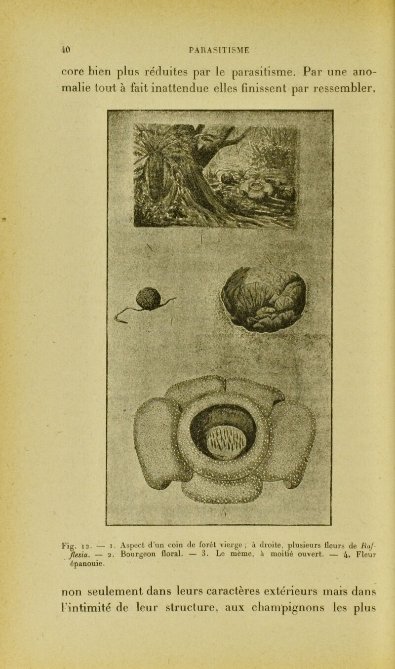 core bien plus réduites par le parasitisme. Par une ano- malie tout à fait inattendue elles finissent par ressembler, Fig. 13. — i. Aspect d’un coin de lorèl vierge; à droite, plusieurs lleurs de Baj- Jlesia. — a. Bourgeon floral. — 3. Le même, à moitié ouvert. — 4. Fleur épanouie. non seulement dans leurs caractères extérieurs mais dans l'intimité de leur structure, aux champignons les plus