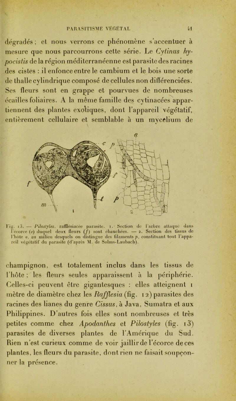 dégradés; et nous verrons ce phénomène s’accentuer à mesure que nous parcourrons cette série. Le Cylirais hy- pocistis de la région méditerranéenne est parasite des racines des cistes : il enfonce entre le cambium et le bois une sorte de thalle cylindrique composé de cellules non différenciées. Ses fleurs sont en grappe et pourvues de nombreuses écailles foliaires. A la même famille des cytinacées appar- tiennent des plantes exotiques, dont l’appareil végétatif, entièrement cellulaire et semblable à un mYcelium de . i/ a i Fig. i3. — Pilostyles, rafflésiacée parasite, i. Section de l’arbre attaqué dans l’écorce (e) duquel deux fleurs (/) sont ébauchées. — 2. Section des tissus de l’hôte a, au milieu desquels on distingue des filaments p, constituant tout l’appa- reil végétatif du parasite (d’après M. de Solms-Laubach). champignon, est totalement inclus dans les tissus de l’hôte ; les fleurs seules apparaissent à la périphérie. Celles-ci peuvent être gigantesques : elles atteignent £ mètre de diamètre chez les Rafflesia (fig. 12) parasites des racines des lianes du genre Cissus, à Java, Sumatra et aux Philippines. D’autres fois elles sont nombreuses et très petites comme chez Apodanthes et Pilostyles (fig. i3) parasites de diverses plantes de l’Amérique du Sud. Rien n’est curieux comme de voir jaillir de l’écorce de ces plantes, les fleurs du parasite, dont rien ne faisait soupçon- ner la présence.