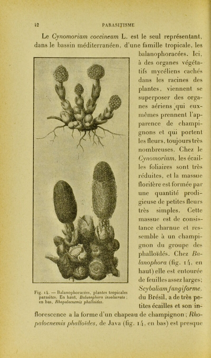 Le Cynomoriurn coccineam L. est le seul représentant, dans le bassin méditerranéen, d une famille tropicale, les balanophoracées. Ici, à des organes végéta- tifs mycéliens cachés dans les racines des plantes, viennent se superposer des orga- nes aériens qui eux- mêmes prennent l’ap- parence de champi- gnons et qui portent les fleurs, toujours très nombreuses. Chez le Cynomoriurn, les écail- les foliaires sont très réduites, et la massue florifère est formée par une quantité prodi- gieuse de petites fleurs très simples. Cette massue est de consis- tance charnue et res- semble à un champi- gnon du groupe des phalloïdes. Chez Ba- lanophora (fig. i L en haut) elle est entourée de feuilles assez larges; Fig. i4- —Balanophoracées, plantes tropicales parasites. En haut, Balanophora involucrata ; en bas, Rhopalocnemis phalloïdes. S cy ba li umJim g ij'orme, du Brésil, a de très pe- tites écailles et son in- florescence a la forme d’un chapeau de champignon ; R/io- palocnemis phalloïdes, de Java (fig. i/|, en bas) esl presque