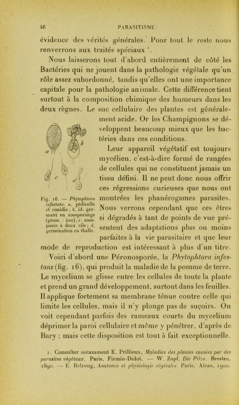 évidence des vérités générales. Pour tout le reste nous renverrons aux traités spéciaux 1. Nous laisserons tout d'abord entièrement de côté les Bactéries qui ne jouent dans la pathologie végétale qu’un rôle assez subordonné, tandis qu’elles ont une importance capitale pour la pathologie animale. Cette différence tient surtout à la composition chimique des humeurs dans les deux règnes. Le suc cellulaire des plantes est générale- ment acide. Or les Champignons se dé- veloppent beaucoup mieux que les bac- téries dans ces conditions. Leur appareil végétatif est toujours mycélien, c’est-à-dire formé de rangées de cellules qui ne constituent jamais un tissu défini. 11 ne peut donc nous offrir ces régressions curieuses que nous ont Fig. 16. — Phytophiora montrées les phanérogames parasites. infeslans. a, pédicelle -, . et conidie ; 6, îd. ger- Nous verrons cependant que ces etres niant en zoosporange i /■ > . , 1 • . j ' (gros,. : 4oo);c, zoos- S1 dégradés a tant de points de vue pre- pores a deux cils ; d, sente| (]es adaptations plus ou moins germination en thalle. J 1 parfaites à la vie parasitaire et que leur mode de reproduction est intéressant à plus d'un titre. Voici d’abord une Péronosporée, la Phytophiora infes- tans (fig. 16), qui produit la maladie de la pomme de terre. Le mycélium se glisse entre les cellules de toute la plante et prend un grand développement, surtout dans les feuilles. Rapplique fortement sa membrane ténue contre celle qui limite les cellules, mais il n'y plonge pas de suçoirs. On voit cependant parfois des rameaux courts du mycélium déprimer la paroi cellulaire et même y pénétrer, d'après de Bary ; mais cette disposition est tout à fait exceptionnelle. i. Consulter notamment E. Prillieux, Maladies des plantes causées par des parasites végétaux. Paris, Firmin-Didot, — W. Zopf. Die Pihe. Rreslau. i8yo. — E. Bclznng, Anatomie et physiologie végétales. Paris, Vlcan, njoo.