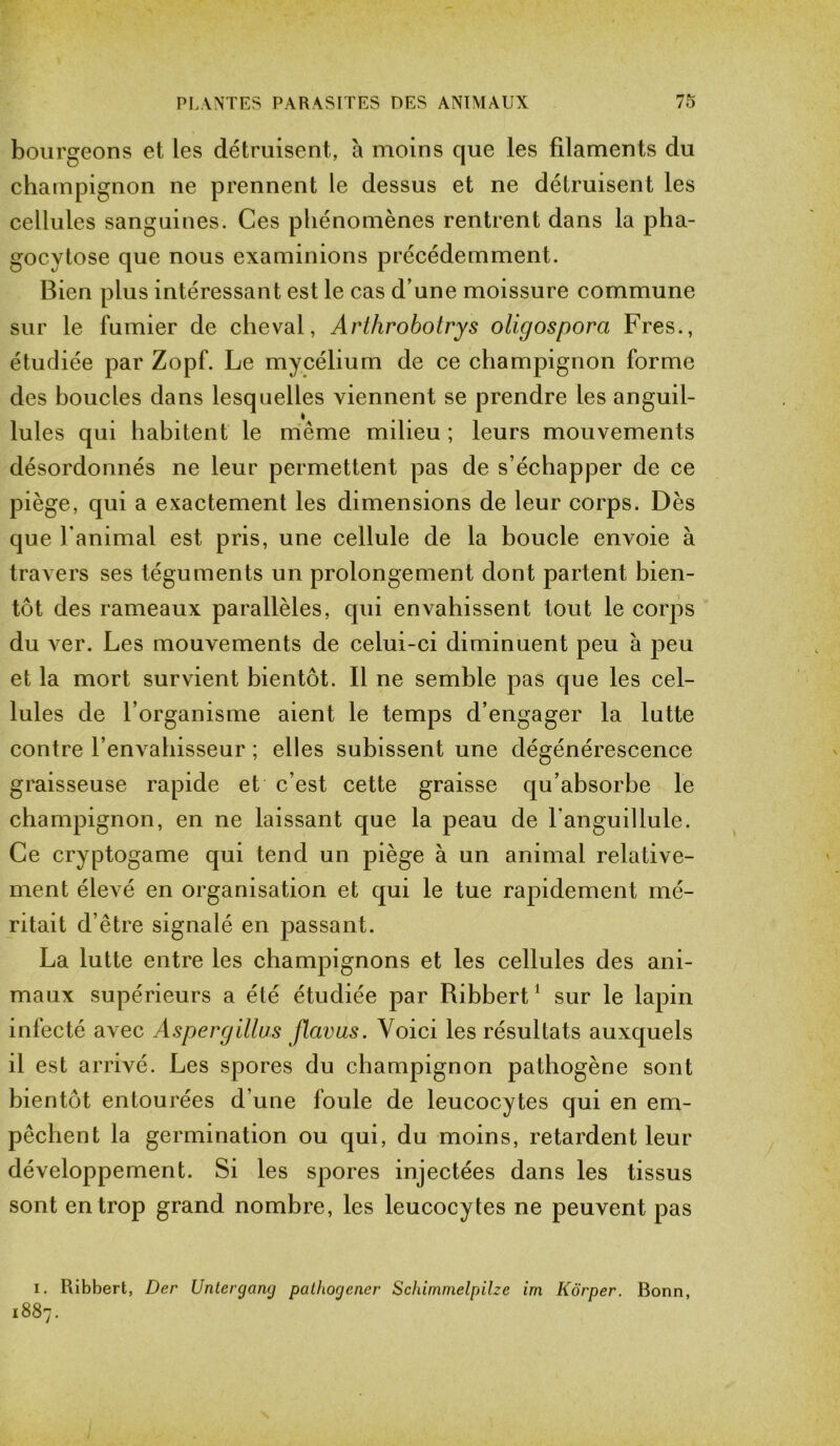 bourgeons et les détruisent, à moins que les filaments du champignon ne prennent le dessus et ne détruisent les cellules sanguines. Ces phénomènes rentrent dans la pha- gocytose que nous examinions précédemment. Bien plus intéressant est le cas d’une moissure commune sur le fumier de cheval, Arthrobotrys oligospora Fres., étudiée par Zopf. Le mycélium de ce champignon forme des boucles dans lesquelles viennent se prendre les anguil- lules qui habitent le même milieu ; leurs mouvements désordonnés ne leur permettent pas de s’échapper de ce piège, qui a exactement les dimensions de leur corps. Dès que l’animal est pris, une cellule de la boucle envoie à travers ses téguments un prolongement dont partent bien- tôt des rameaux parallèles, qui envahissent tout le corps du ver. Les mouvements de celui-ci diminuent peu à peu et la mort survient bientôt. Il ne semble pas que les cel- lules de l’organisme aient le temps d’engager la lutte contre l’envahisseur ; elles subissent une dégénérescence graisseuse rapide et c’est cette graisse qu’absorbe le champignon, en ne laissant que la peau de l'anguillule. Ce cryptogame qui tend un piège à un animal relative- ment élevé en organisation et qui le tue rapidement mé- ritait d’être signalé en passant. La lutte entre les champignons et les cellules des ani- maux supérieurs a été étudiée par Ribbert1 sur le lapin infecté avec Aspergillus Jlavus. Voici les résultats auxquels il est arrivé. Les spores du champignon pathogène sont bientôt entourées d’une foule de leucocytes qui en em- pêchent la germination ou qui, du moins, retardent leur développement. Si les spores injectées dans les tissus sont en trop grand nombre, les leucocytes ne peuvent pas i. Ribbert, Der Unlergang pathogener Schimmelpilze im Kôrper. Bonn, 1887.