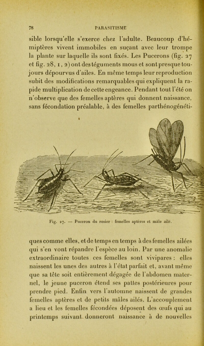 sible lorsqu’elle s’exerce chez l’adulte. Beaucoup d’hé- miptères vivent immobiles en suçant avec leur trompe la plante sur laquelle ils sont fixés. Les Pucerons (fig. 27 et fig. 28,1, 2) ont des téguments mous et sont presque tou- jours dépourvus d’ailes. En meme temps leur reproduction subit des modifications remarquables qui expliquent la ra- pide multiplication de cette engeance. Pendant tout l’été on n’observe que des femelles aptères qui donnent naissance, sans fécondation préalable, à des femelles parthénogénéti- Fig. 27. — Puceron du rosier : femelles aptères et mâle ailé. ques comme elles, et de temps en temps à des femelles ailées qui s’en vont répandre 1 espèce au loin. Par une anomalie extraordinaire toutes ces femelles sont vivipares : elles naissent les unes des autres à l’état parfait et, avant même que sa tête soit entièrement dégagée de l'abdomen mater- nel, le jeune puceron étend ses pattes postérieures pour prendre pied. Enlin vers 1 automne naissent de grandes femelles aptères et de petits mâles ailés. L’accouplement a lieu et les femelles fécondées déposent des œufs qui au printemps suivant, donneront naissance â de nouvelles