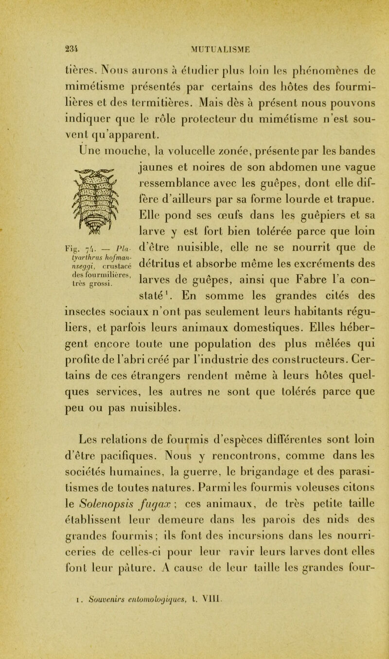 tières. Nous aurons à éludierplus loin les phénomènes de mimétisme présentés par certains des hôtes des fourmi- liè res et des termitières. Mais dès à présent nous pouvons indiquer que le rôle protecteur du mimétisme n’est sou- vent qu’apparent. Une mouche, la volucelle zonée, présente par les bandes jaunes et noires de son abdomen une vague ressemblance avec les guêpes, dont elle dif- fère d’ailleurs par sa forme lourde et trapue. Elle pond ses œufs dans les guêpiers et sa larve y est fort bien tolérée parce que loin Fig. 1ix. _ pla- d’être nuisible, elle ne se nourrit que de tyarthrus hofman- i i a i r ,1 nseggi, crustacé détritus et absorbe meme les excrements des ries fourmilières, i i a • 1? L. 1 ’ très grossi. larves de guepes, ainsi que rabre la con- staté1. En somme les grandes cités des insectes sociaux n’ont pas seulement leurs habitants régu- liers, et parfois leurs animaux domestiques. Elles héber- gent encore toute une population des plus mêlées qui profite de l’abri créé par l’industrie des constructeurs. Cer- tains de ces étrangers rendent même à leurs hôtes quel- ques services, les autres ne sont que tolérés parce que peu ou pas nuisibles. Les relations de fourmis d’espèces différentes sont loin d’être pacifiques. Nous y rencontrons, comme dans les sociétés humaines, la guerre, le brigandage et des parasi- tismes de toutes natures. Parmi les fourmis voleuses citons le Solenopsis faejax ; ces animaux, de très petite taille établissent leur demeure dans les parois des nids des grandes fourmis; ils font des incursions dans les nourri- ceries de celles-ci pour leur ravir leurs larves dont elles font leur pâture. A cause de leur taille les grandes four- i. Souvenirs entomologiqucs, l. VIH.