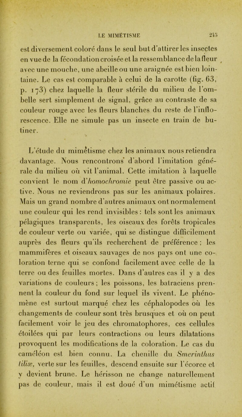 est diversement coloré dans le seul but d’attirer les insectes en vue de la fécondation croisée et la ressemblance de la Heur avec une mouche, une abeille ou une araignée est bien loin- taine. Le cas est comparable à celui de la carotte (fig. 63, p. 173) chez laquelle la fleur stérile du milieu de l’om- belle sert simplement de signal, grâce au contraste de sa couleur rouge avec les fleurs blanches du reste de l’inflo- rescence. Elle ne simule pas un insecte en train de bu- tiner. i . L’étude du mimétisme chez les animaux nous retiendra davantage. Nous rencontrons* d’abord l imitation géné- rale du milieu où vit l’animal. Cette imitation à laquelle convient le nom d homochromie peut être passive ou ac- tive. Nous ne reviendrons pas sur les animaux polaires. Mais un grand nombre d'autres animaux ont normalement une couleur qui les rend invisibles : tels sont les animaux pélagiques transparents, les oiseaux des forêts tropicales de couleur verte ou variée, qui se distingue difficilement auprès des fleurs qu’ils recherchent de préférence ; les mammifères et oiseaux sauvages de nos pays ont une co- loration terne qui se confond facilement avec celle de la terre ou des feuilles mortes. Dans d’autres cas il y a des variations de couleurs ; les poissons, les batraciens pren- nent la couleur du fond sur lequel ils vivent. Le phéno- mène est surtout marqué chez les céphalopodes où les changements de couleur sont très brusques et où on peut facilement voir le jeu des chromatophores, ces cellules étoilées qui par leurs contractions ou leurs dilatations provoquent les modifications de la coloration. Le cas du caméléon est bien connu. La chenille du Smerintluis tiliæ, verte sur les feuilles, descend ensuite sur l écorcc et y devient brune. Le hérisson ne change naturellement pas de couleur, mais il est doué d’un mimétisme actil