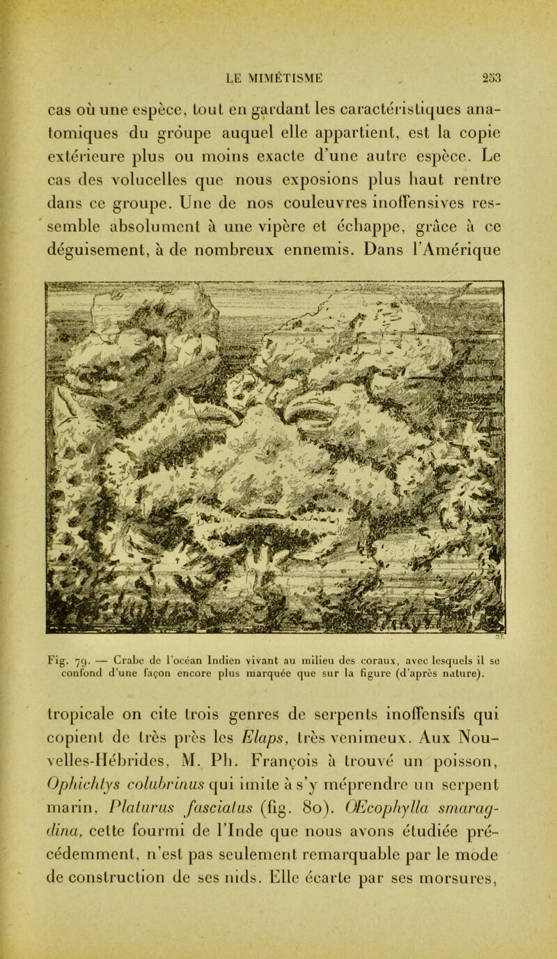 cas où une espèce, tout en gardant les caractéristiques ana- tomiques du groupe auquel elle appartient, est la copie extérieure plus ou moins exacte d’une autre espèce. Le cas des volucelles que nous exposions plus haut rentre dans ce groupe. Une de nos couleuvres inolTensives res- semble absolument à une vipère et échappe, grâce â ce déguisement, à de nombreux ennemis. Dans F Amérique Fig. 79. — Crabe de l’océan Indien vivant au milieu des coraux, avec lesquels il se confond d’une façon encore plus marquée que sur la figure (d’après nature). tropicale on cite trois genres de serpents inoffensifs qui copient de très près les Elaps, très venimeux. Aux Nou- velles-Hébrides, M. Ph. François à trouvé un poisson, Ophichtys colubrinus qui imite à s’y méprendre un serpent marin, Platurus fasciatus (Fig. 80). OEcophylla smcirag- tlina, celte fourmi de l’Inde que nous avons étudiée pré- cédemment, n’est pas seulement remarquable par le mode de construction de ses nids. Elle écarte par ses morsures,