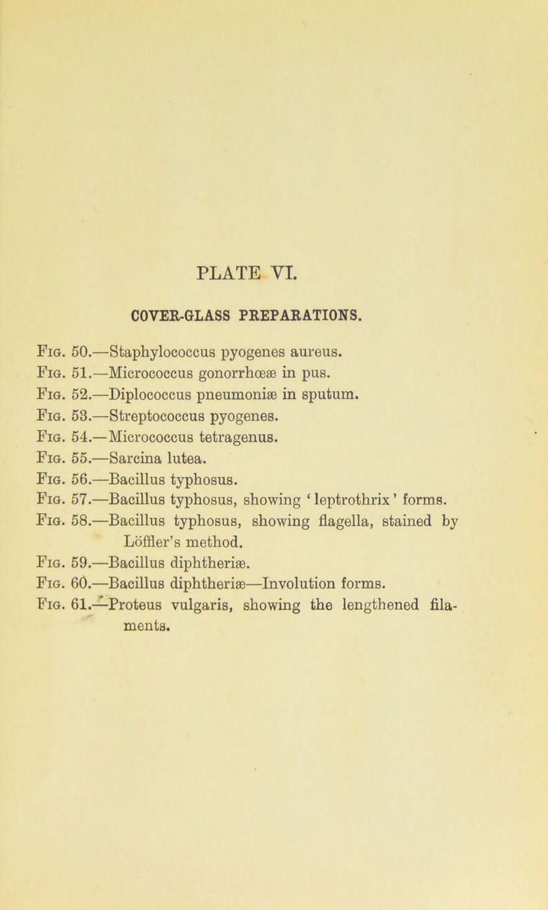 COVER-GLASS PREPARATIONS. Fig. 50.—Staphylococcus pyogenes aureus. Fig. 51.—Micrococcus gonorrhceas in pus. Fig. 52.—Diplococcus pneumoniae in sputum. Fig. 53.—Streptococcus pyogenes. Fig. 54.—Micrococcus tetragenus. Fig. 55.—Sarcina lutea. Fig. 56.—Bacillus typhosus. Fig. 57.—Bacillus typhosus, showing ‘ leptrothrix ’ forms. Fig. 58.—Bacillus typhosus, showing flagella, stained by Loffler’s method. Fig. 59.—Bacillus diphtherias. Fig. 60.—Bacillus diphtherias—Involution forms. Fig. 61.-^Proteus vulgaris, showing the lengthened fila- ments.