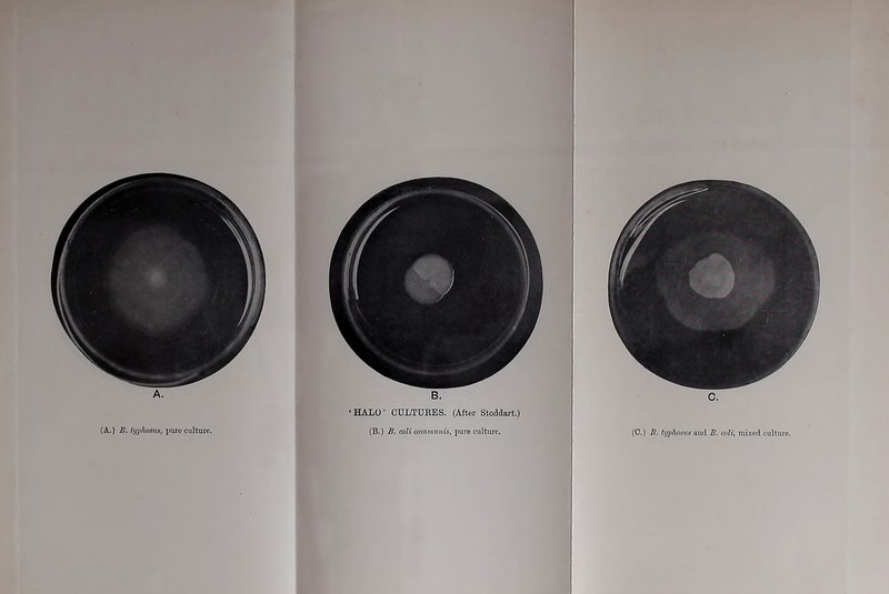 A. (A.) B. typhosus, pure culture. c. (C.) B. typhostis and B. noli, nii.xed culture. B. ‘ HALO ’ CULTURES. (After Stoddart.) (B.) B. coU communis, pure culture.