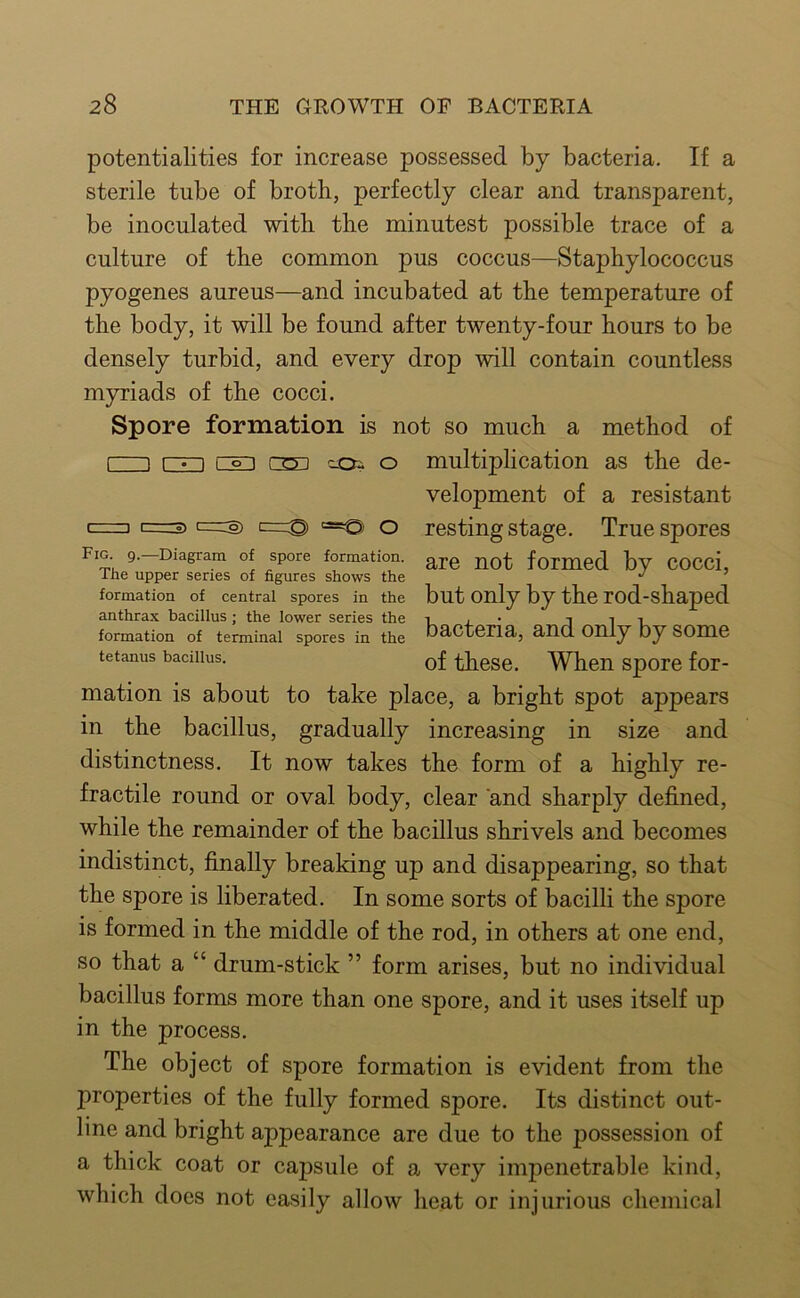 CZD C c=Z3 CT-^ c=ro) c=© =t© O Fig. g.—Diagram of spore formation. The upper series of figures shows the formation of central spores in the anthrax bacillus; the lower series the formation of terminal spores in the tetanus bacillus. potentialities for increase possessed by bacteria. If a sterile tube of broth, perfectly clear and transparent, be inoculated with the minutest possible trace of a culture of the common pus coccus—Staphylococcus pyogenes aureus—and incubated at the temperature of the body, it will be found after twenty-four hours to be densely turbid, and every drop will contain countless myriads of the cocci. Spore formation is not so much a method of 3 rm cOi o multiplication as the de- velopment of a resistant resting stage. True spores are not formed by cocci, but only by the rod-shaped bacteria, and only by some of these. When spore for- mation is about to take place, a bright spot appears in the bacillus, gradually increasing in size and distinctness. It now takes the form of a highly re- fractile round or oval body, clear and sharply defined, while the remainder of the bacillus shrivels and becomes indistinct, finally breaking up and disappearing, so that the spore is liberated. In some sorts of bacilli the spore is formed in the middle of the rod, in others at one end, so that a “ drum-stick ” form arises, but no individual bacillus forms more than one spore, and it uses itself up in the process. The object of spore formation is evident from the properties of the fully formed spore. Its distinct out- line and bright appearance are due to the possession of a thick coat or capsule of a very impenetrable kind, which docs not easily allow heat or injurious chemical