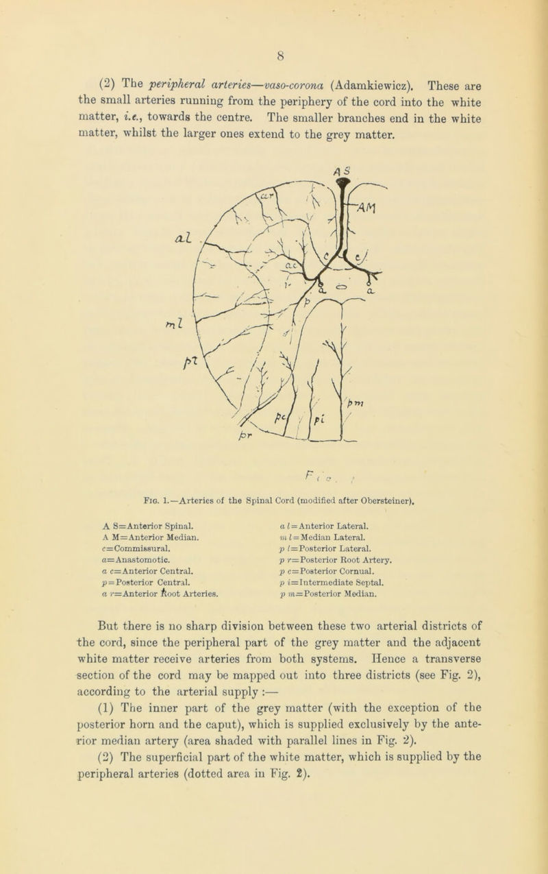 (2) The peripheral arteries—vaso-corona (Adamkiewicz). These are the small arteries running from the periphery of the cord into the white matter, i.e., towards the centre. The smaller branches end in the white matter, whilst the larger ones extend to the grey matter. AS r < c Fig. 1.—Arteries of the Spinal Cord (modified after Obersteiner). A 8=Anterior Spinal. A M=Anterior Median. c=Commi88ural. a=Anastomotic. a c=Anterior Central. p = Posterior Central. a /—Anterior /loot Arteries. a l = Anterior Lateral, m 1 = Median Lateral. p 1=Posterior Lateral. p r= Posterior Root Artery. p c=Posterior Cornual. p i= Intermediate Septal. p m= Posterior Median. But there is no sharp division between these two arterial districts of the cord, since the peripheral part of the grey matter and the adjacent white matter receive arteries from both systems. Hence a transverse section of the cord may be mapped out into three districts (see Fig. 2), according to the arterial supply :— (1) The inner part of the grey matter (with the exception of the posterior horn and the caput), which is supplied exclusively by the ante- rior median artery (area shaded with parallel lines in Fig. 2). (2) The superficial part of the white matter, which is supplied by the peripheral arteries (dotted area in Fig. 2).