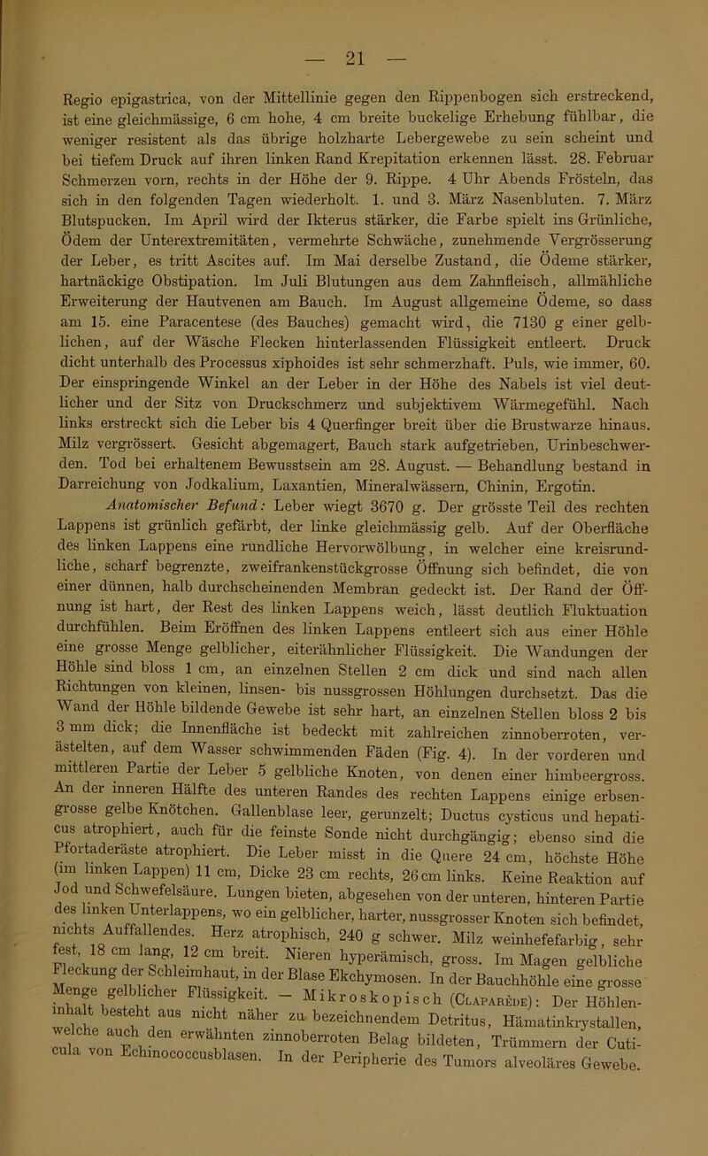 Regio epigasti-ica, von der Mittellinie gegen den Rippenbogen sich erstreckend, ist eine gleichmässige, 6 cm hohe, 4 cm breite buckelige Erhebung fühlbar, die weniger resistent als das übrige holzharte Lebergewebe zu sein scheint und bei tiefem Druck auf ihren linken Rand Krepitation erkennen lässt. 28. Februar Schmerzen vorn, rechts in der Höhe der 9. Rippe. 4 Uhr Abends Frösteln, das sich in den folgenden Tagen wiederholt. 1. und 3. März Nasenbluten. 7. März Blutspucken. Im April wird der Ikterus stärker, die Farbe spielt ins Grünliche, Ödem der Unterextremitäten, vermehrte Schwäche, zunehmende Vergrösserung der Leber, es tritt Ascites auf. Im Mai derselbe Zustand, die Ödeme stärker, hartnäckige Obstipation. Im Juli Blutungen aus dem Zahnfleisch, allmähliche Erweiterung der Hautvenen am Bauch. Im August allgemeine Ödeme, so dass am 15. eine Paracentese (des Bauches) gemacht wh-d, die 7130 g einer gelb- lichen, auf der Wäsche Flecken hinterlassenden Flüssigkeit entleert. Druck dicht unterhalb des Processus xiphoides ist sehr schmerzhaft. Puls, wie immer, 60. Der einspringende Winkel an der Leber in der Höhe des Nabels ist viel deut- licher und der Sitz von Druckschmerz und subjektivem Wärmegefühl. Nach links erstreckt sich die Leber bis 4 Querfinger breit über die Brustwarze hinaus. Milz vergrössert. Gesicht abgemagert, Bauch stark aufgetrieben, Urinbeschwer- den. Tod bei erhaltenem Bewusstsein am 28. August. — Behandlung bestand in Darreichung von Jodkalium, Laxantien, Mineralwässern, Chinin, Ergotin. Anatomischer Befund: Leber wiegt 3670 g. Der grösste Teil des rechten Lappens ist grünlich gefärbt, der linke gleichmässig gelb. Auf der Obeidläche des linken Lappens eine rundliche Hervorwölbung, in welcher eine kreisrund- liche, scharf begrenzte, zweifrankenstückgrosse Öffnung sich befindet, die von einer dünnen, halb durchscheinenden Membran gedeckt ist. Der Rand der Öft- nung ist hart, der Rest des linken Lappens weich, lässt deutlich Fluktuation durchfühlen. Beim Eröffnen des linken Lappens entleert sich aus einer Höhle eine grosse Menge gelblicher, eiterähnlicher Flüssigkeit. Die Wandungen der Höhle sind bloss 1 cm, an einzelnen Stellen 2 cm dick und sind nach allen Richtungen von kleinen, linsen- bis nussgrossen Höhlungen durchsetzt. Das die Wand der Höhle bildende Gewebe ist sehr hart, an einzelnen Stellen bloss 2 bis 3 mm dick; die Innenfläche ist bedeckt mit zahlreichen zinnoberroten, ver- ästelten, auf dem Wasser schwimmenden Fäden (Fig. 4). In der vorderen und mittleren Partie der Leber 5 gelbliche Knoten, von denen einer hirabeergross. An der inneren Hälfte des unteren Randes des rechten Lappens einige erbseii- grosse gelbe Knötchen. Gallenblase leer, gerunzelt; Ductus cysticus und hepati- cus atrophiert, auch füi die feinste Sonde nicht durchgängig; ebenso sind die Pfortaderaste atrophiert. Die Leber misst in die Quere 24 cm, höchste Höhe (im linken Lappen) 11 cm, Dicke 23 cm rechts, 26 cm links. Keine Reaktion auf Jod und Schwefelsäure. Lungen bieten, abgesehen von der unteren, hinteren Partie des linken Unterlappens, wo ein gelblicher, harter, nussgrosser Knoten sich befindet, nichts Auffallendes Herz atrophisch, 240 g schwer. Milz weinhefefarbig, sehr es ,18 cm lang 12 cm breit. Nieren hyperämisch, gross. Im Magen gelbliche Fleckung der Schleimhaut, in der Blase Ekchymosen. In der Bauchhöhle eiL grosse Flüssigkeit. - Mikroskopisch (Clapareue): Der hLcu- i^halt besteht aus nicht näher zu-bezeichnendem Detritus, Hämatinkrystallen, cula von'^FpV ^ zinnoben-oten Belag bildeten, Trümmern der Cuti- cula von Echinococcusblasen. In der Peripherie des Tumors alveoläres Gewebe