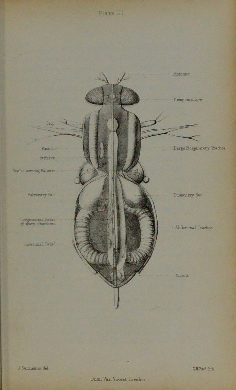 Plate III J Sanmglsoii del G^Ford }uli John. Van Voorst,LonJm