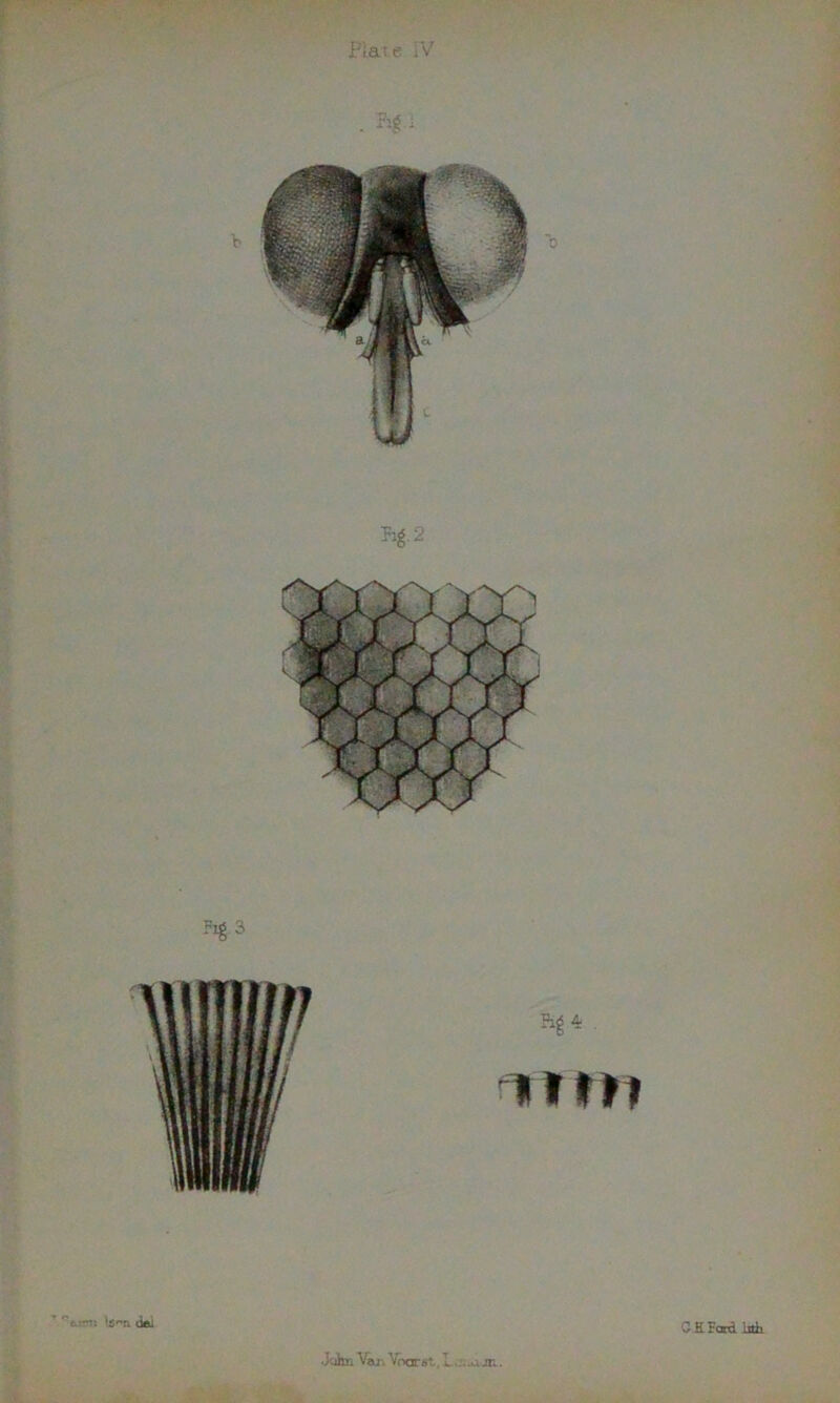 Plate iV ?v I- \s'Ti del GEBord bth John VrxjTst, L. j. ai jt». .
