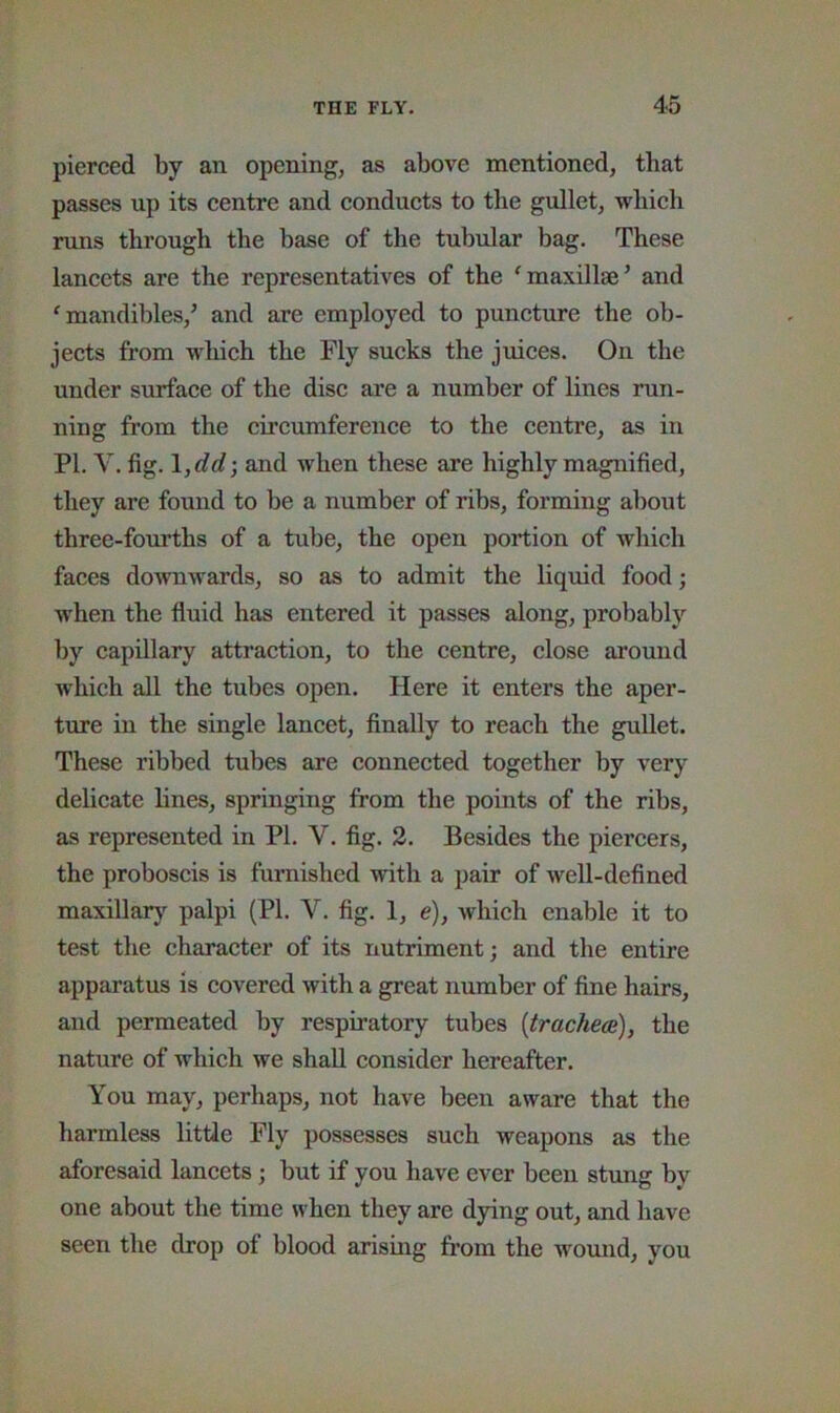 pierced by an opening, as above mentioned, that passes up its centre and conducts to the gullet, which runs through the base of the tubular bag. These lancets are the representatives of the 'maxillae’ and 'mandibles,’ and are employed to puncture the ob- jects from which the Fly sucks the juices. On the under surface of the disc are a number of lines run- ning fi’om the cfrcumference to the centre, as in PI. V. fig. \,dd‘, and when these are highly magnified, they are found to be a number of ribs, forming about three-fourths of a tube, the open portion of which faces downwards, so as to admit the liquid food; when the fluid has entered it passes along, probably by capillary attraction, to the centre, close around which all the tubes open. Here it enters the aper- ture in the single lancet, finally to reach the gullet. These ribbed tubes are connected together by very delicate lines, springing from the points of the ribs, as represented in PI. V. fig. 2. Besides the piercers, the proboscis is furnished with a pair of well-defined maxillary palpi (PL V. fig. 1, e), which enable it to test the character of its nutriment; and the entire apparatus is covered with a great number of fine hairs, and permeated by respiratory tubes [trachea:), the nature of which we shall consider hereafter. You may, perhaps, not have been aware that the harmless little Fly possesses such weapons as the aforesaid lancets; but if you have ever been stung by one about the time when they are dying out, and have seen the drop of blood arising from the wound, you