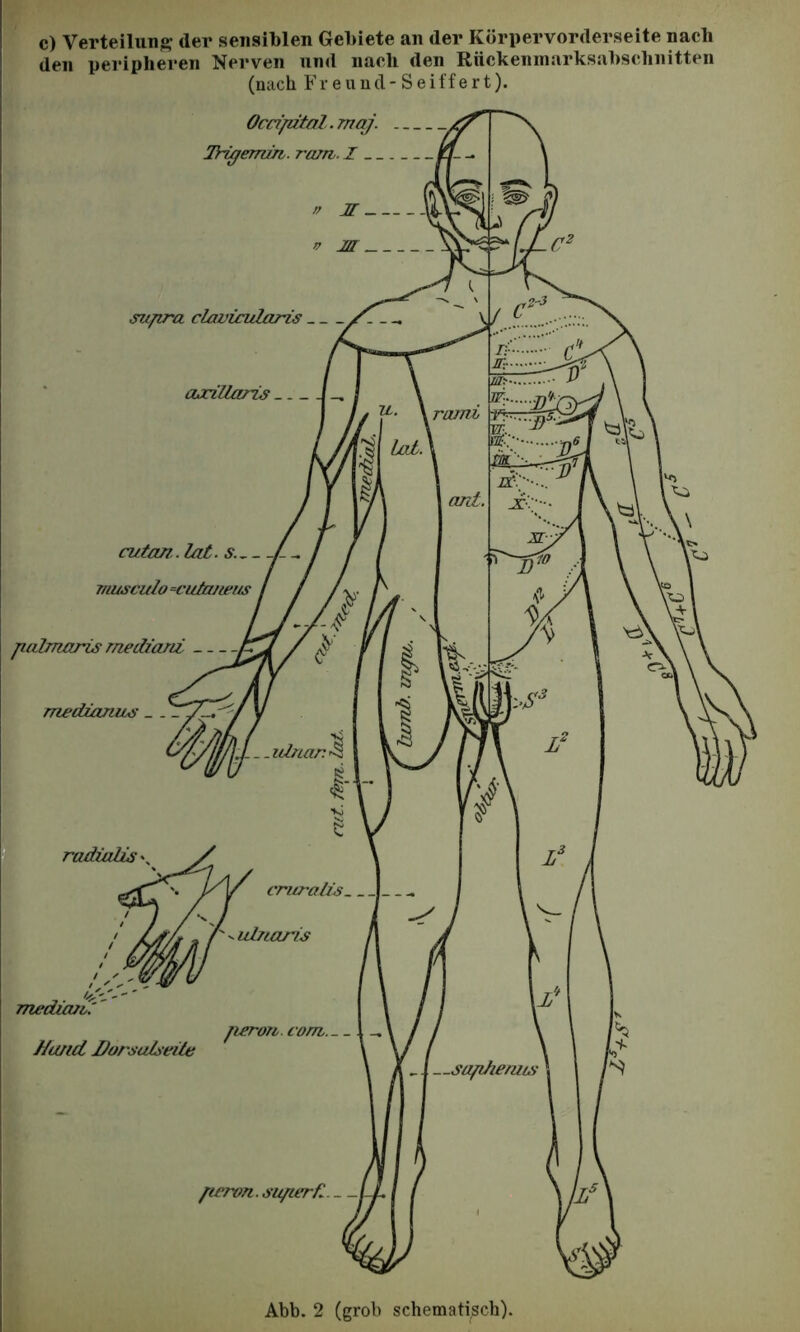 c) VerteiluTift- der sensiblen Gebiete an der Körpervorderseite nach den peripheren Nerven und nach den Rückeninarksabschnitten (nach F r e u n d - S e i f f e r t).