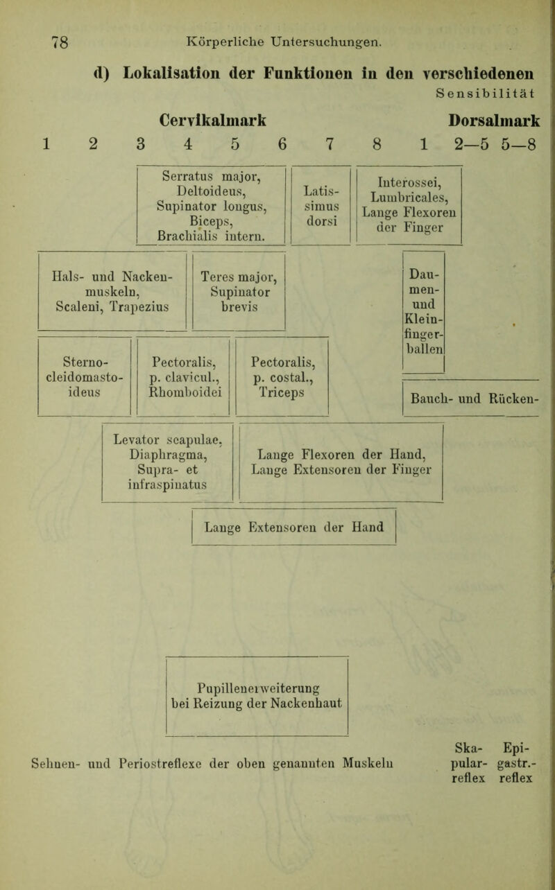 d) Lokalisation der Funktionen in den verschiedenen Sensibilität Dorsalinark 7 8 1 2—5 5-8 Cervikalmark 3 4 5 6 Serratus major, Deltoicleu.s, Supinator lougus, Biceps, ßrachialis intern. Latis- simus clorsi Interossei, Lumbricales, Lange Flexoren der Finger Hals- und Nackeu- muskeln, Scaleni, Trapezius Teres major, Supinator brevis Sterno- cleidomasto- ideus Pectoralis, p. clavicul., Rhomboidei Pectoralis, p. costal., Triceps Dau- men- und Klein- finger ballen Bauch- und Rücken- Levator seapulae, Diaphragma, Lauge Flexoren der Hand, Supra- et Lauge Exteusoreu der Finger iufraspiuatus Lauge Exteusoreu der Hand Pupilleuei Weiterung bei Reizung der Nackenbaut Ska- Epi- pular- gastr.- reflex reflex Seimen- und Periostreflexe der oben genannten Muskeln
