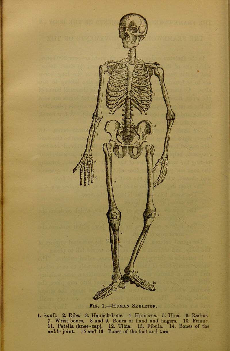 Fig. 1.—Human Skeleton. 1. SkuII. 2. Ribs. 3. Haunch-bone. 4. Humerus. 5. Ulna. 6. Radius. 7. Wrist-bones. 8 and 9. Bones of hand and fingers. 10. Femuh 11. Patella (knee-cap). 12. Tibia. 13. Fibula. 14. Bones of the ankle joint. 16 and 18. Bones of the foot and toes.