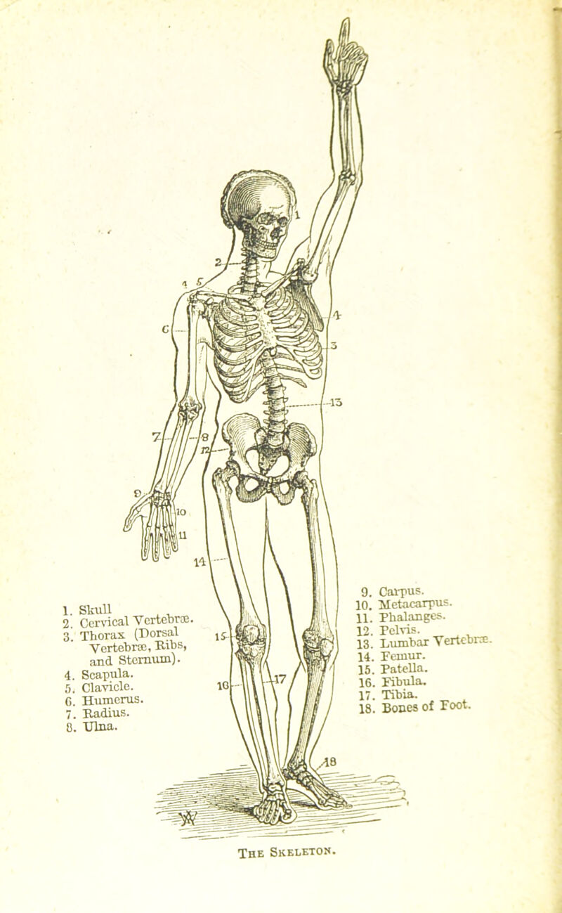 -i a c* 4a- 1. Skull 3. Thorax (Dorsal Vertebra, Bibs, and Sternum). . Scapula. , Clavicle. . Humerus. i. Radius. 8. TJlna. 9. Carpus. 10. Metacarpus. 11. Phalanges. 12. Pelvis. 13. Dumbar Vertebra. 14. Demur. 15. Patella. 16. Pibula. 17. Tibia. 18. Bones of Foot. The Skeleton.