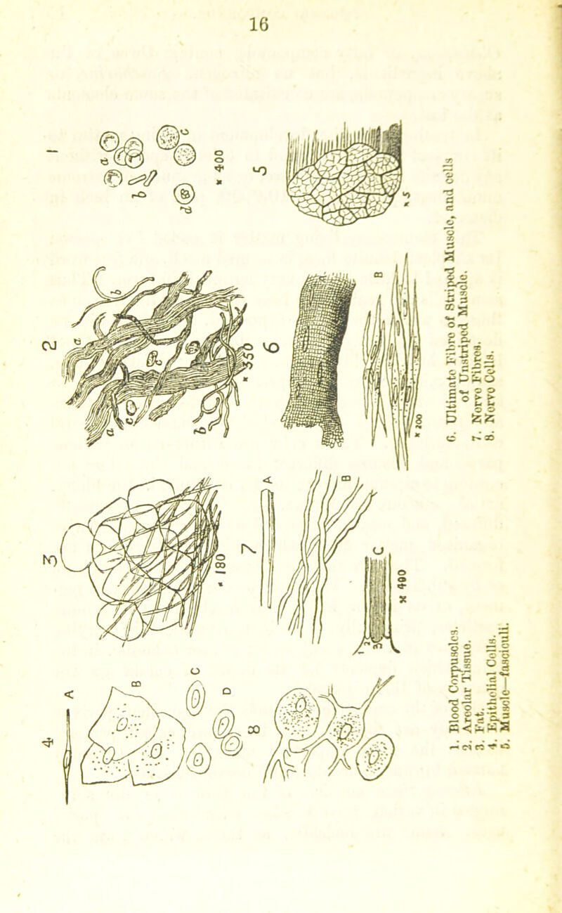 mood Corpuscles. 8■ Ultimate I'ibro of Striped Muscle, cud cells Aroolar Tissue. of Unstriped Muscle. ],'ut. 7. Norvo Fibres. Epithelial Colls. 8- Norro Colls. Muscle—fasciculi.