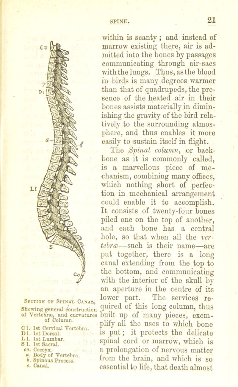 Cd Cot Section of Spina'l Canat,, Showing general construction of Vertebra;, and curvatures of Column. C 1. 1st Cervical Vertebra. 1)1. 1st Dorsal. L1. 1st Lumbar. S 1. 1 st Sacral. co. Coccyx. a. Body of Vertebra. b. Spinous Process. *. Canal. within is scanty ; and instead of marrow existing there, air is ad- mitted into the bones by passages communicating through air-sacs with the lungs. Thus, as the blood in birds is many degrees warmer than that of quadrupeds, the pre- sence of the heated air in their bones assists materially in dimin- ishing the gravity of the bird rela- tively to the surrounding atmos- phere, and thus enables it more easily to sustain itself in flight. The Spinal column, or back- bone as it is commonly called, is a marvellous piece of me- chanism, combining many offices, which nothing short of perfec- tion in mechanical arrangement could enable it to accomplish. It consists of twenty-four bones piled one on the top of another, and each bone has a central hole, so that when all the ver- tebral—such is their name—are put together, there is a long canal extending from the top to the bottom, and communicating with the interior of the skull by an aperture in the centre of its lower part. The services re- quired of this long column, thus built up of many pieces, exem- plify all the uses to which bone is put; it protects the delicate spinal cord or marrow, which is a prolongation of nervous matter from the brain, and which is so essential to life, that doath almost