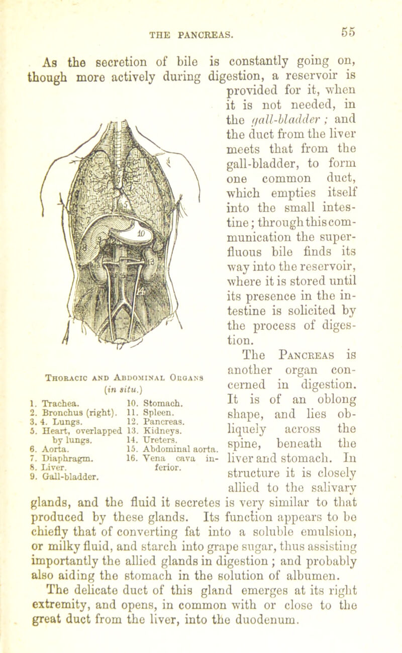 THE PANCREAS. As the secretion of bile is constantly going on, though more actively during digestion, a reservoir is provided for it, when it is not needed, in the (jall-bladder ; and the duct from the liver meets that from the gall-bladder, to form one common duct, which empties itself into the small intes- tine; through this com- munication the super- fluous bile finds its way into the reservoir, where it is stored until its presence in the in- testine is solicited by the process of diges- tion. The Pancreas is another organ con- cerned in digestion. It is of an oblong shape, and lies ob- liquely across Thoracic and Abdominal Ouoans (in situ.) 1. Trachea. 10. Stomach. 2. Bronchus (right). 11. Spleen. 3. 4. Lungs. 12. Pancreas. 5. Heart, overlapped 13. Kidneys. by lungs. 6. Aorta. 7. Diaphragm. 8. Liver. 9. Gall-bladder. 14. Ureters. 15. Abdominal aorta. 16. Yena cava in- terior. spine, beneath the the liver and stomach. In structure it is closely allied to the salivary glands, and the fluid it secretes is very similar to that produced by these glands. Its function appears to be chiefly that of converting fat into a soluble emulsion, or milky fluid, and starch into grape sugar, thus assisting importantly the allied glands in digestion ; and probably also aiding the stomach in the solution of albumen. The delicate duct of this gland emerges at its right extremity, and opens, in common with or close to the great duct from the liver, into the duodenum.