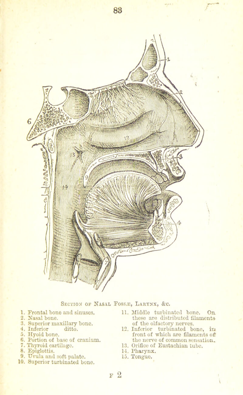 88 Section of Nasal Fossae, Larynx, &c. 1. Frontal bone and sinuses. 2. Nasal bone. 3. Superior maxillary bone. 4. Inferior ditto. 5. Hyoid bone. 6. Portion of base of cranium. 7. Thyroid cartilage. 8. Epiglottis. 9. Uvula and soft palate. 10. Superior turbinated bone. 11. Middle turbinated bone. On. these are distributed filaments of the olfactory nerves. 12. Inferior turbinated bone, ini front of which are filaments of!’ the nerve of common sensation. 13. Orifice of Eustachian tube. 14. Pharynx. 13. Tongue. F 2 V