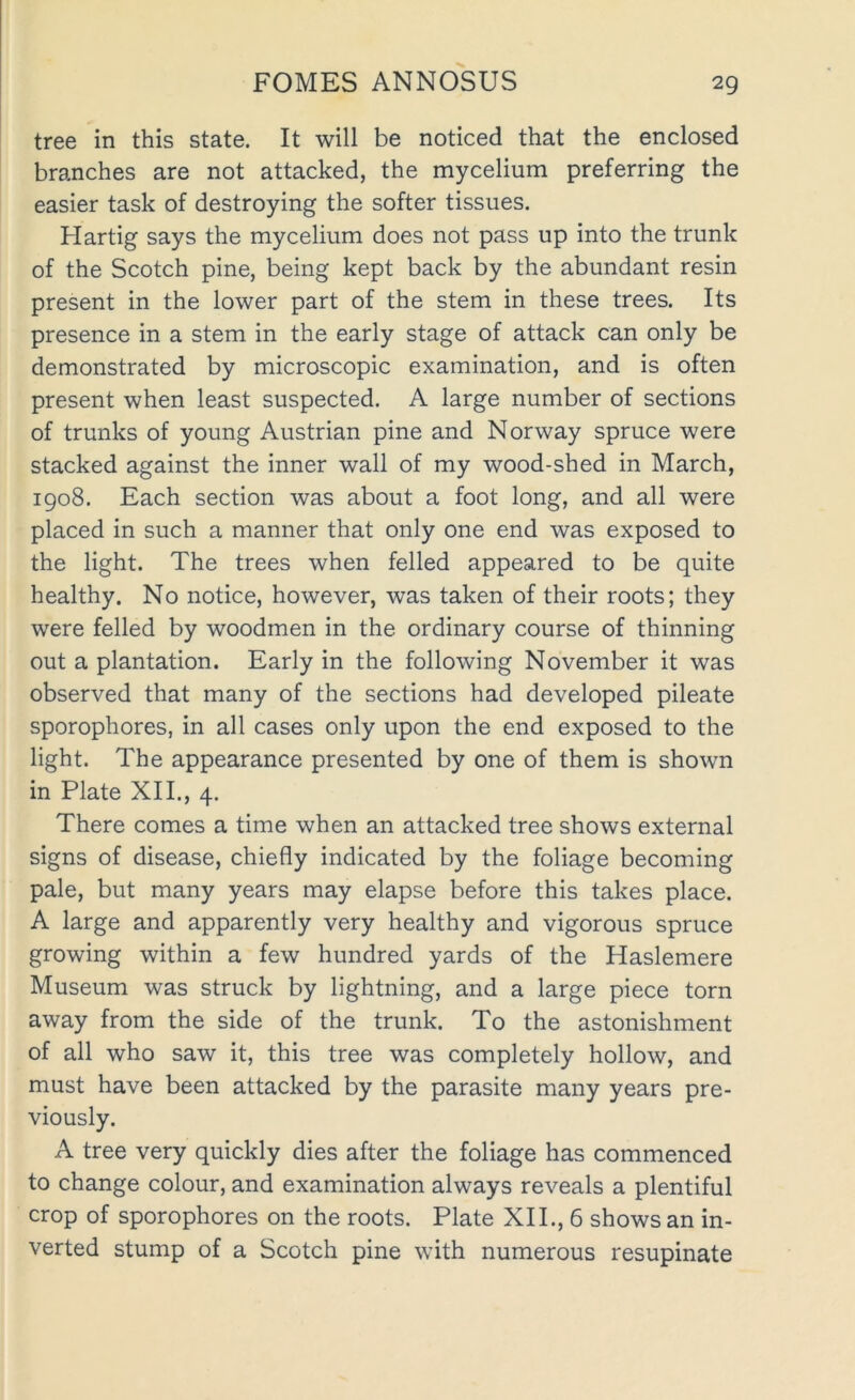tree in this state. It will be noticed that the enclosed branches are not attacked, the mycelium preferring the easier task of destroying the softer tissues. Hartig says the mycelium does not pass up into the trunk of the Scotch pine, being kept back by the abundant resin present in the lower part of the stem in these trees. Its presence in a stem in the early stage of attack can only be demonstrated by microscopic examination, and is often present when least suspected. A large number of sections of trunks of young Austrian pine and Norway spruce were stacked against the inner wall of my wood-shed in March, 1908. Each section was about a foot long, and all were placed in such a manner that only one end was exposed to the light. The trees when felled appeared to be quite healthy. No notice, however, was taken of their roots; they were felled by woodmen in the ordinary course of thinning out a plantation. Early in the following November it was observed that many of the sections had developed pileate sporophores, in all cases only upon the end exposed to the light. The appearance presented by one of them is shown in Plate XII., 4. There comes a time when an attacked tree shows external signs of disease, chiefly indicated by the foliage becoming pale, but many years may elapse before this takes place. A large and apparently very healthy and vigorous spruce growing within a few hundred yards of the Haslemere Museum was struck by lightning, and a large piece torn away from the side of the trunk. To the astonishment of all who saw it, this tree was completely hollow, and must have been attacked by the parasite many years pre- viously. A tree very quickly dies after the foliage has commenced to change colour, and examination always reveals a plentiful crop of sporophores on the roots. Plate XII., 6 shows an in- verted stump of a Scotch pine with numerous resupinate
