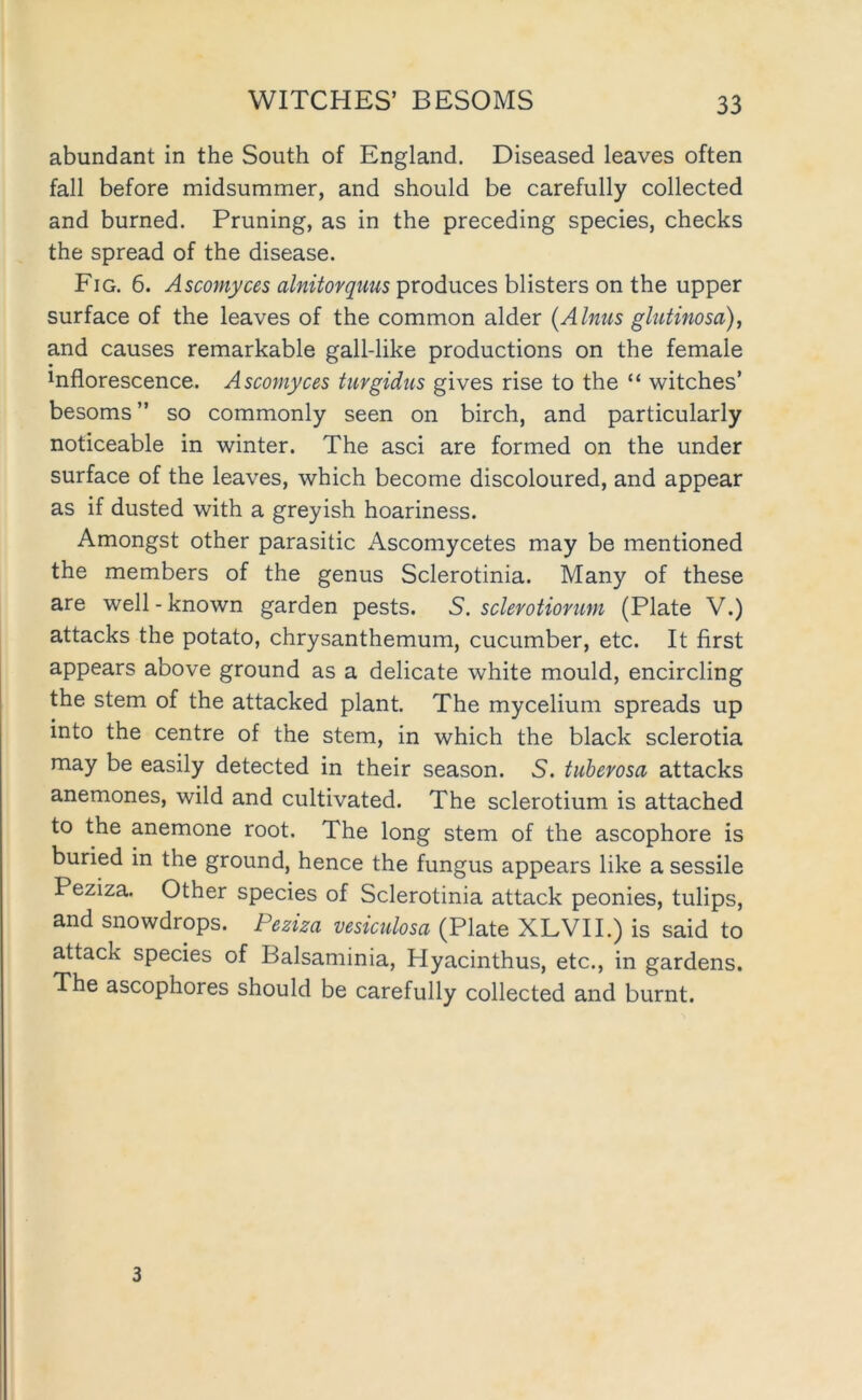 abundant in the South of England. Diseased leaves often fall before midsummer, and should be carefully collected and burned. Pruning, as in the preceding species, checks the spread of the disease. Fig. 6. Ascomyces alnitorquus produces blisters on the upper surface of the leaves of the common alder {Alnus ghttinosa), and causes remarkable gall-like productions on the female Inflorescence. Ascomyces turgidus gives rise to the “ witches’ besoms ” so commonly seen on birch, and particularly noticeable in winter. The asci are formed on the under surface of the leaves, which become discoloured, and appear as if dusted with a greyish hoariness. Amongst other parasitic Ascomycetes may be mentioned the members of the genus Sclerotinia. Many of these are well-known garden pests. S. sclerotionmi (Plate V.) attacks the potato, chrysanthemum, cucumber, etc. It first appears above ground as a delicate white mould, encircling the stem of the attacked plant. The mycelium spreads up into the centre of the stem, in which the black sclerotia may be easily detected in their season. 5. tuhevosa attacks anemones, wild and cultivated. The sclerotium is attached to the anemone root. The long stem of the ascophore is buried in the ground, hence the fungus appears like a sessile Peziza. Other species of Sclerotinia attack peonies, tulips, and snowdrops. Peziza vesiculosa (Plate XLVII.) is said to attack species of Balsaminia, Hyacinthus, etc., in gardens. The ascophores should be carefully collected and burnt. 3