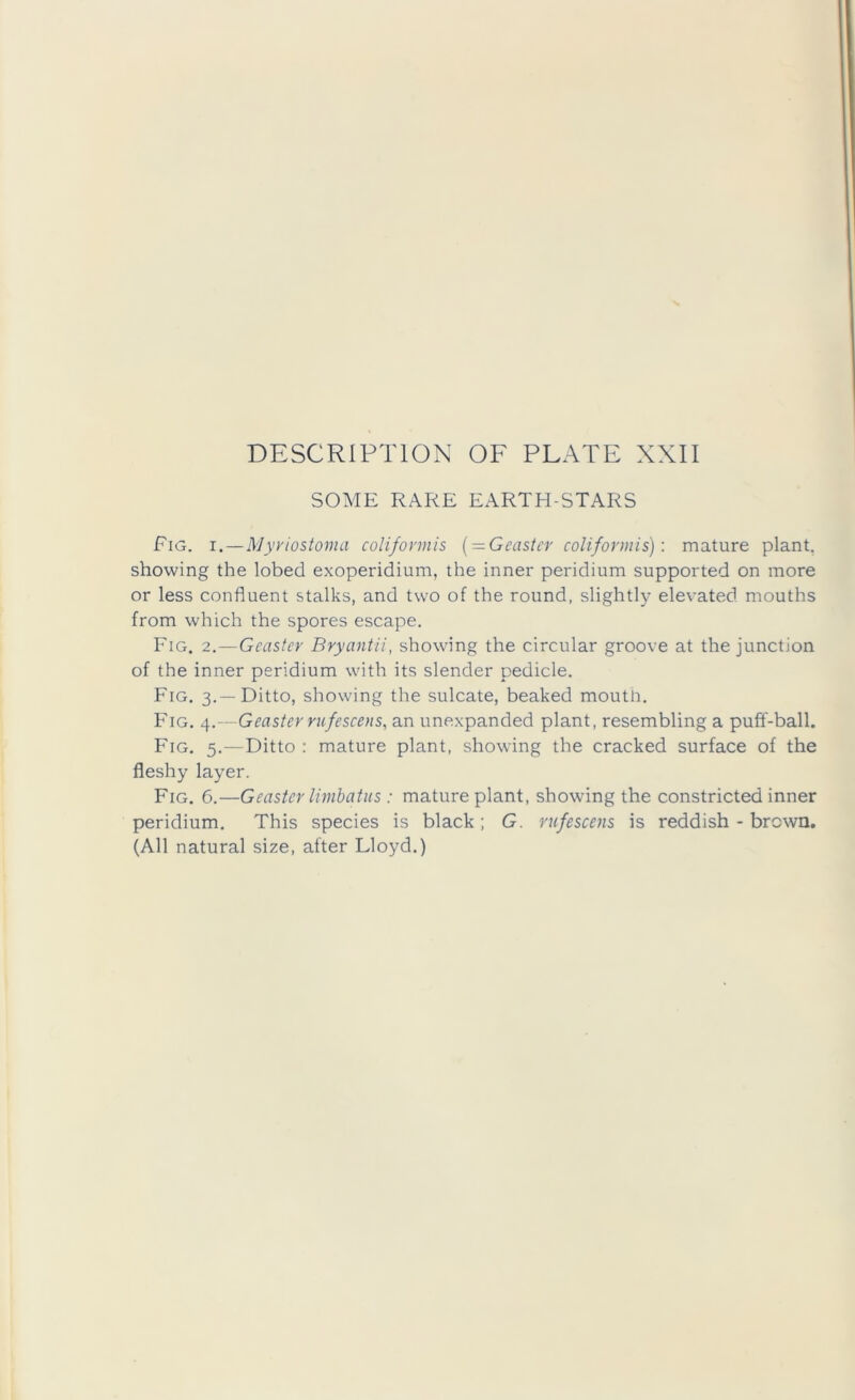 SOME RARE EARTH-STARS Fig. i.—Myviostoma coUformis { — Geastcr coliformis): mature plant, showing the lobed exoperidium, the inner peridium supported on more or less confluent stalks, and two of the round, slightly elevated mouths from which the spores escape. Fig. 2.—Gcaster Bryantii, showing the circular groove at the junction of the inner peridium with its slender pedicle. Fig. 3.—Ditto, showing the sulcate, beaked mouth. Fig. - Geasterrufescens, an unexpanded plant, resembling a pufif-ball. Fig. 5.— Ditto : mature plant, showing the cracked surface of the fleshy layer. Fig. 6.—Geasier limhatus: mature plant, showing the constricted inner peridium. This species is black; G. rufescens is reddish-brown. (All natural size, after Lloyd.)